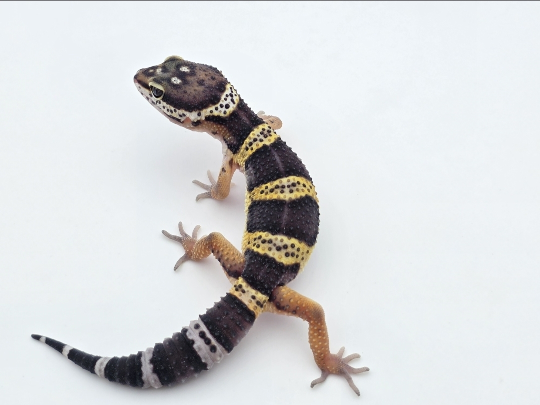 Eublepharis macularius, TSD mâle né en 2025, "Black night", Nom/référence : CRONO