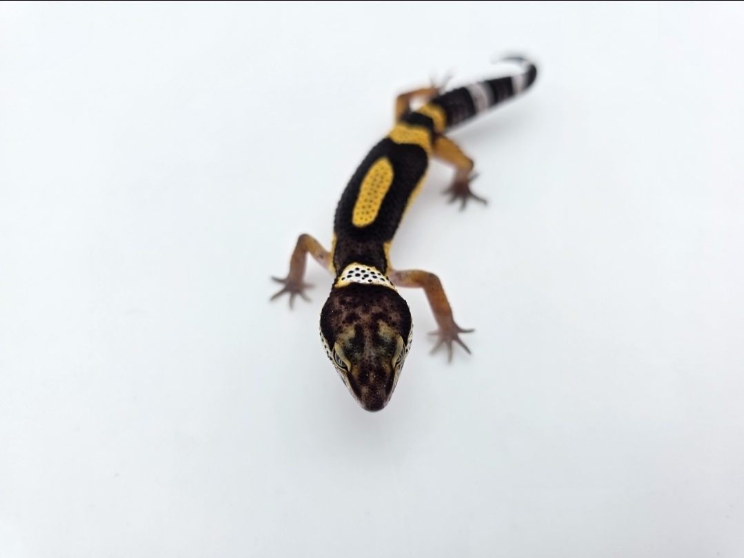 Eublepharis macularius, TSD mâle né en 2025, "Black night jungle", Nom/référence : ENCORO