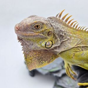 Iguana iguana
