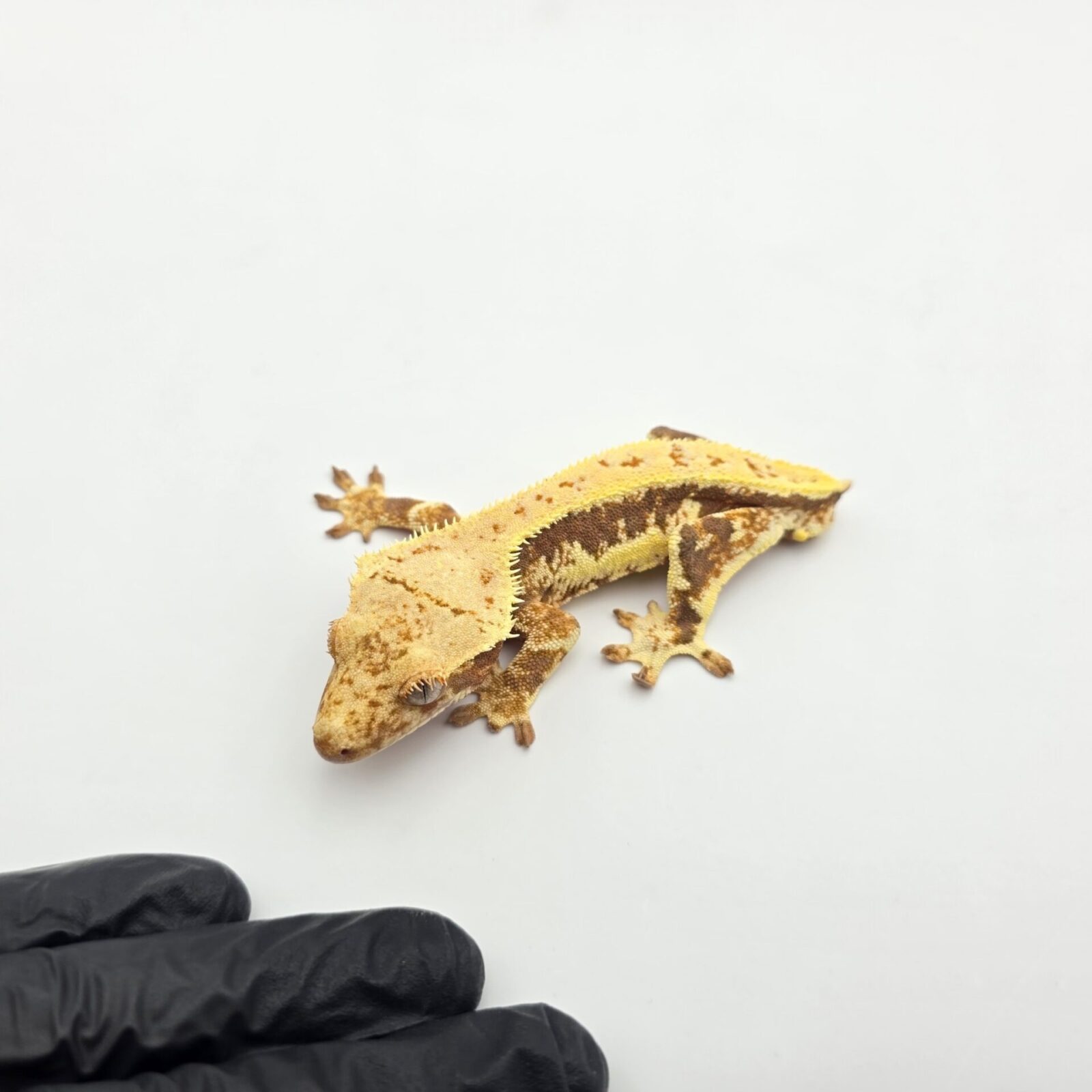 Correlophus ciliatus "Lilly white red tricolor pinstripe blush" Mâle 2025 Nom/référence : BIARO (TAIL LESS !!!)