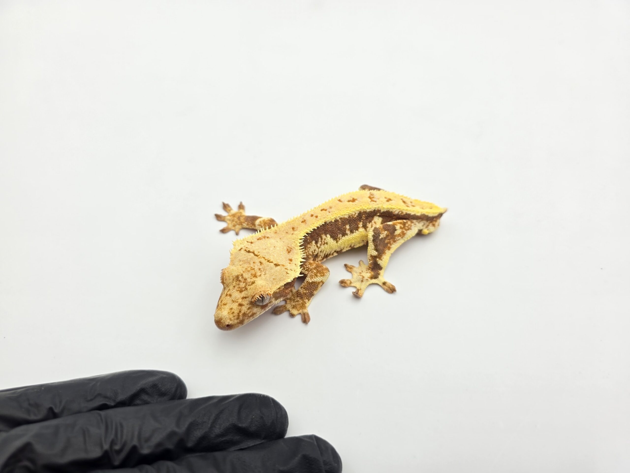 Correlophus ciliatus "Lilly white red tricolor pinstripe blush" Mâle 2025 Nom/référence : BIARO (TAIL LESS !!!)