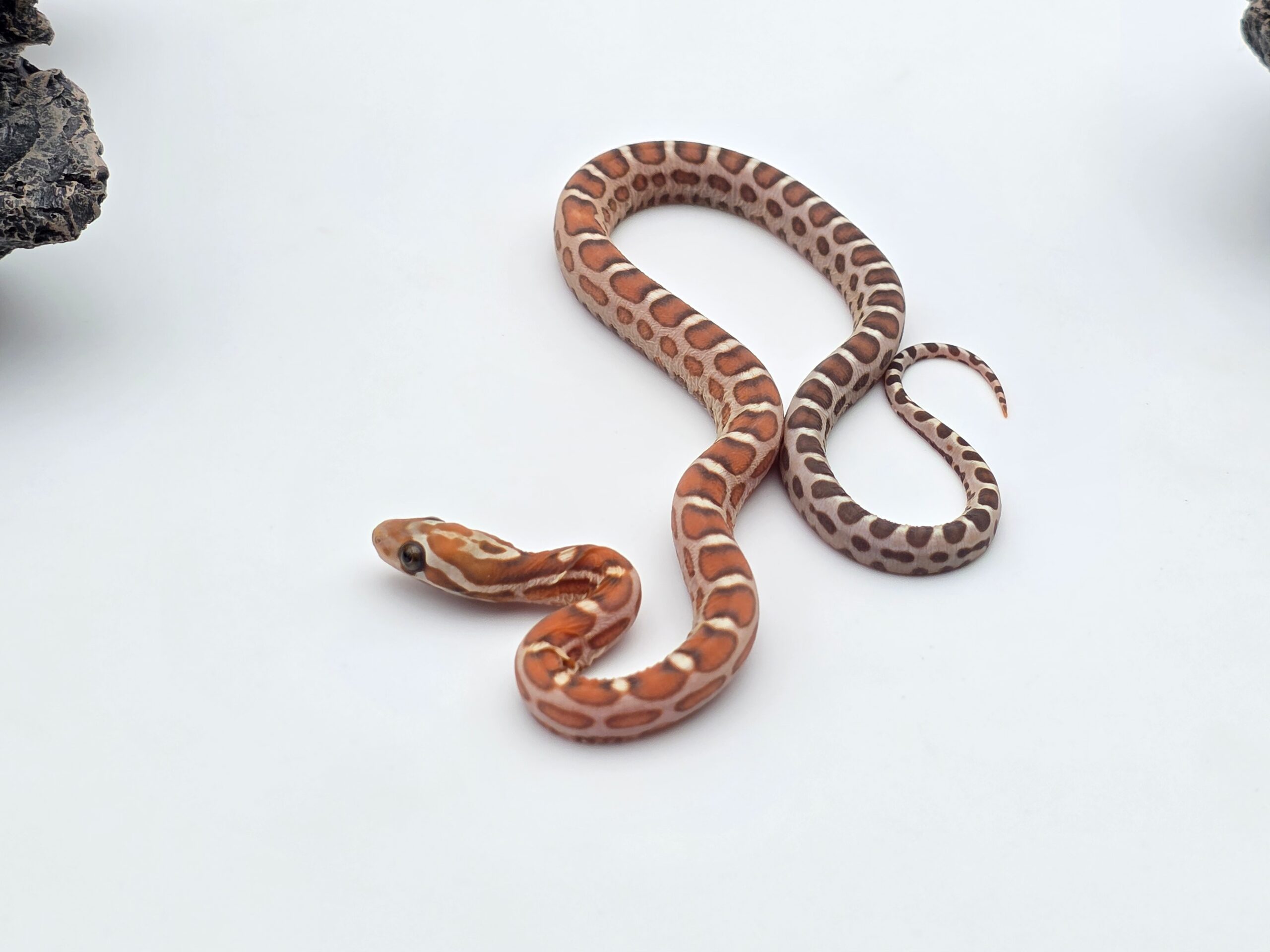 Pantherophis emoryi sp scaleless