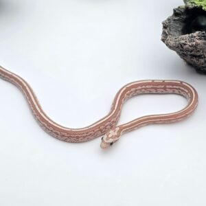 Pantherophis guttatus sp scaleless