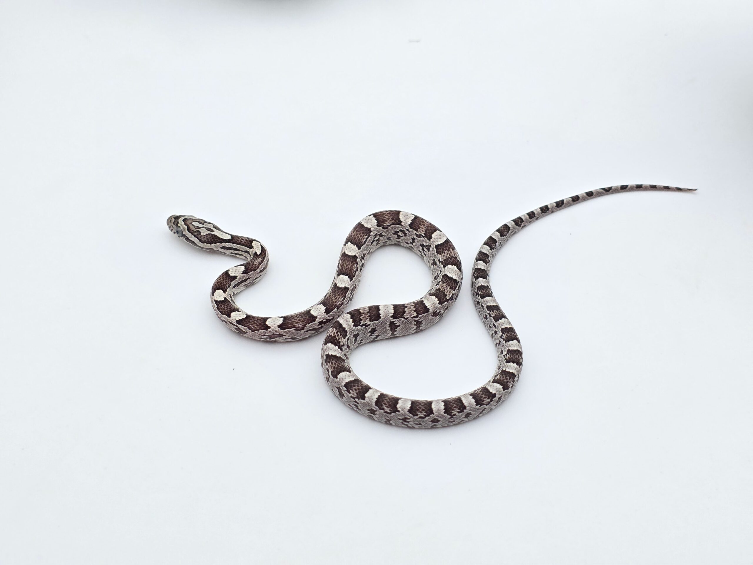 Pantherophis guttatus sp scaleless