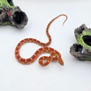 Pantherophis guttatus