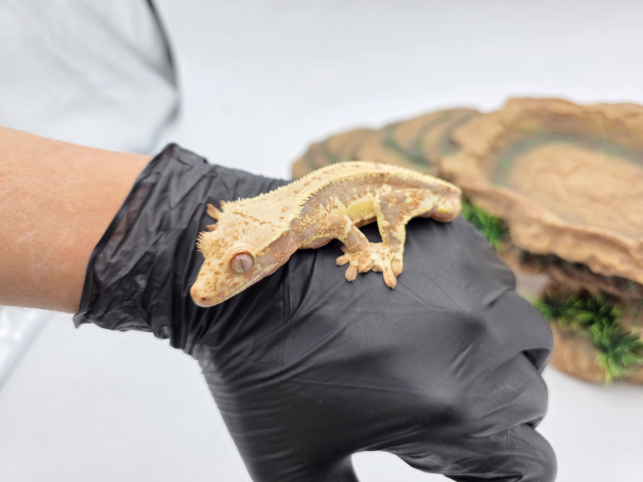 Correlophus ciliatus "Lilly white red tricolor pinstripe blush" Mâle 2025 Nom/référence : BIARO (TAIL LESS !!!)