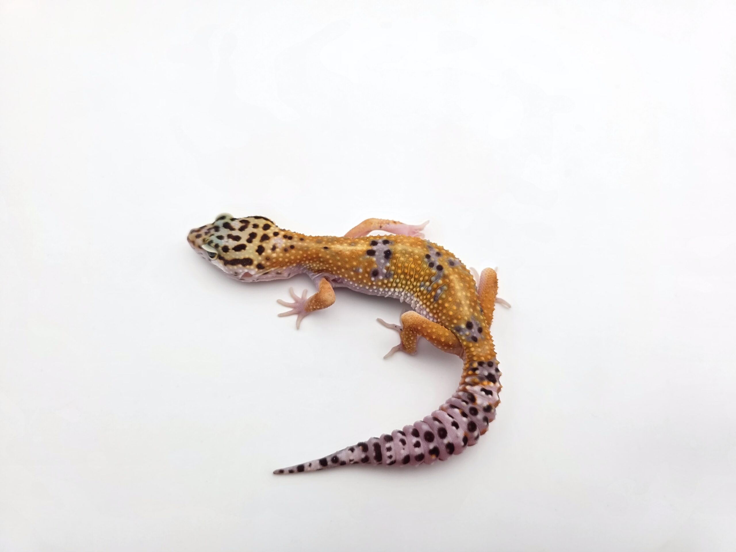 Eublepharis macularius, TSD femelle née en 2025, "Bandit cross mack snow electric tangerine jungle", Nom/référence : CWALIA