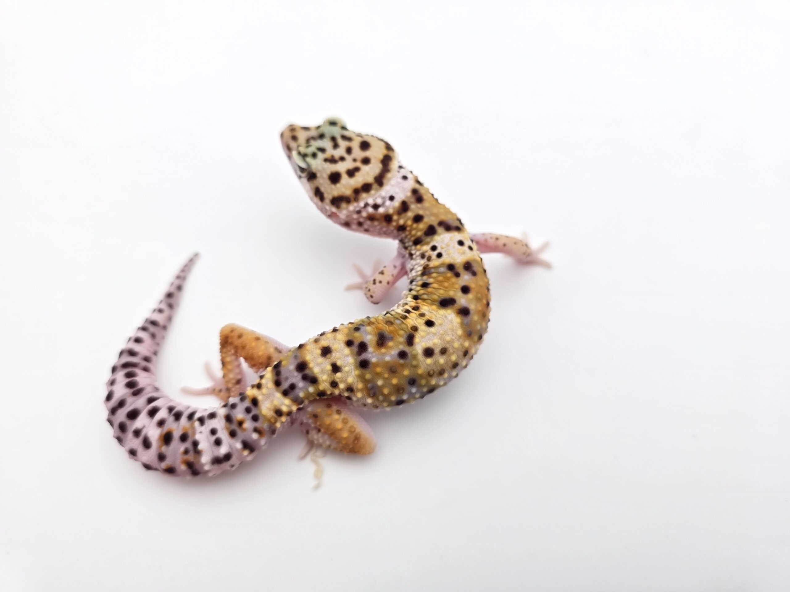 Eublepharis macularius "Bandit cross hypo mack snow tangerine" Male 2025 Nom/référence : SDIDIYO