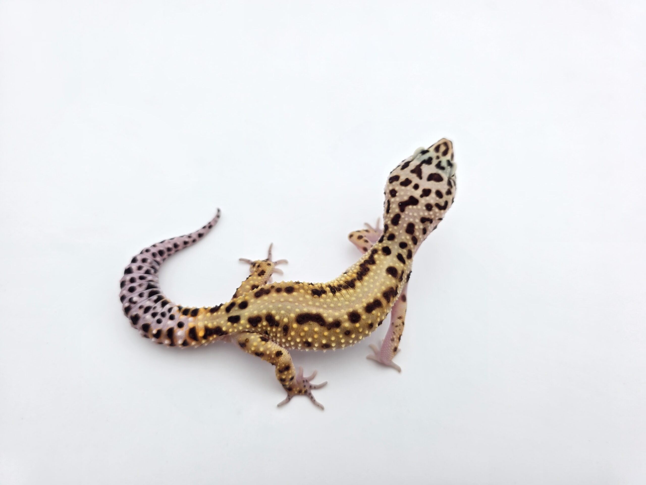 Eublepharis macularius, TSD femelle née en 2025, "Bandit cross electric bold stripe jungle", Nom/référence : STRIOTIA