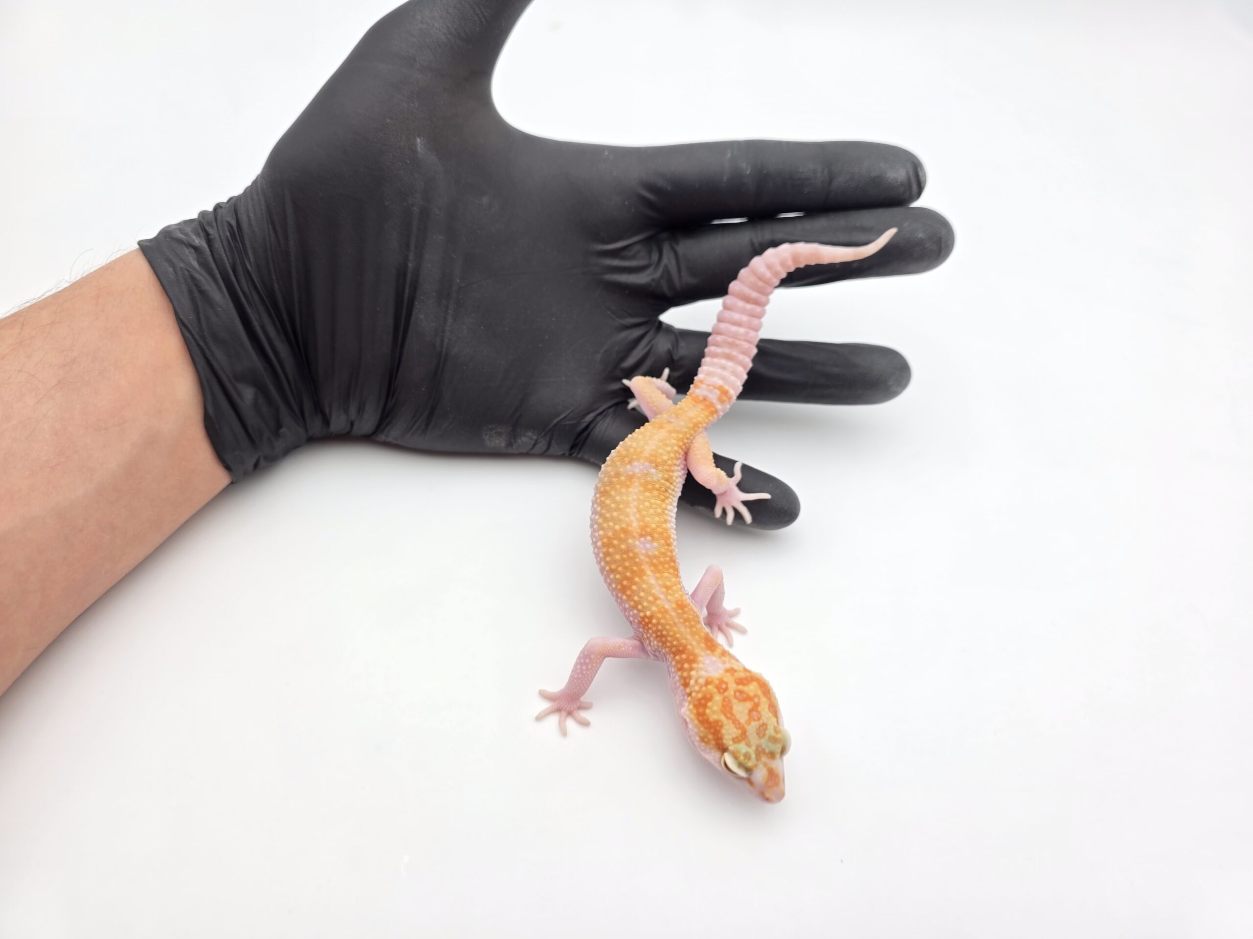 Eublepharis macularius, TSD femelle née en 2025, "W&y sunglow (tremper)", Nom/référence : WYALIA