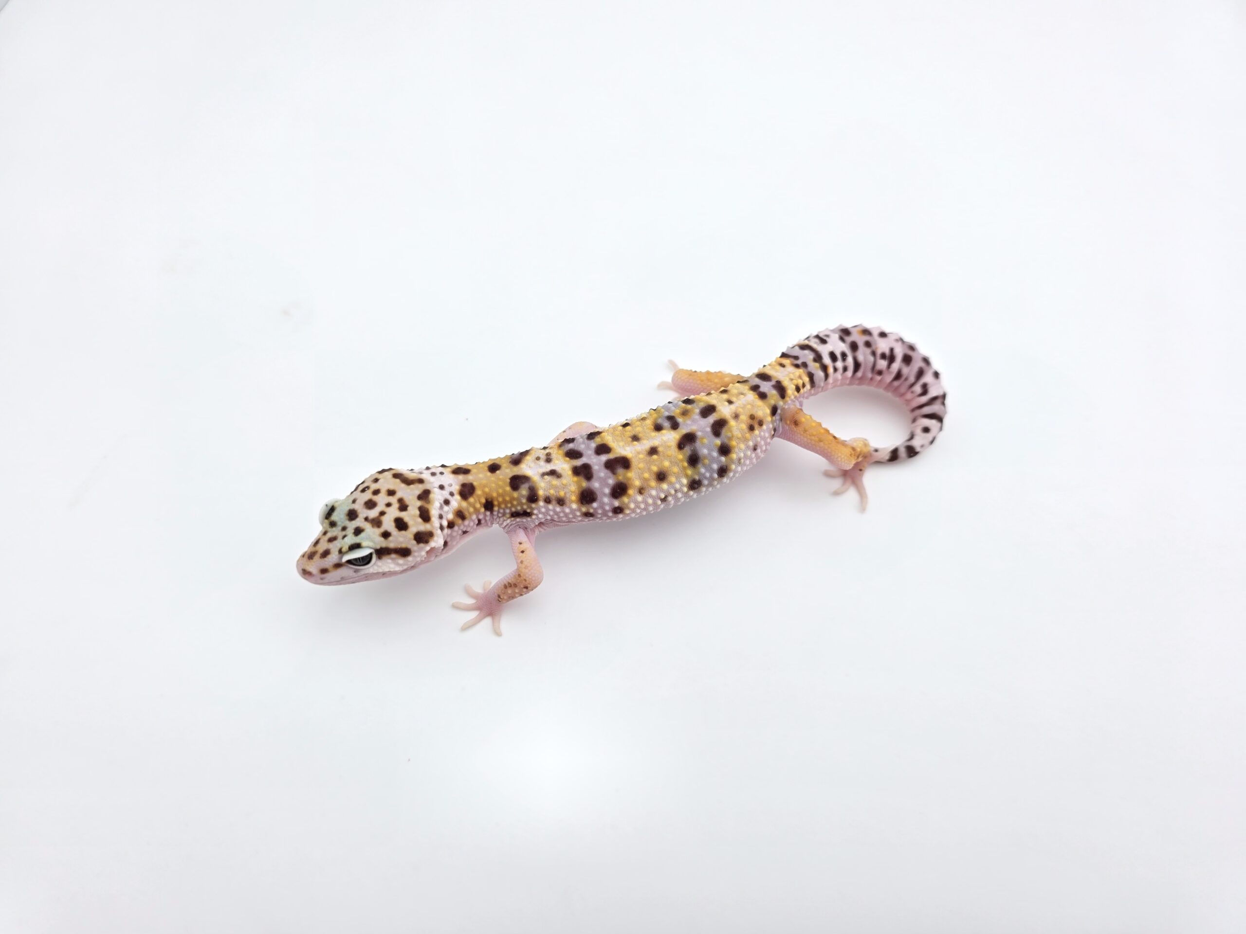 Eublepharis macularius, TSD mâle né en 2025, "Bandit cross hypo mack snow tangerine", Nom/référence : SONIO