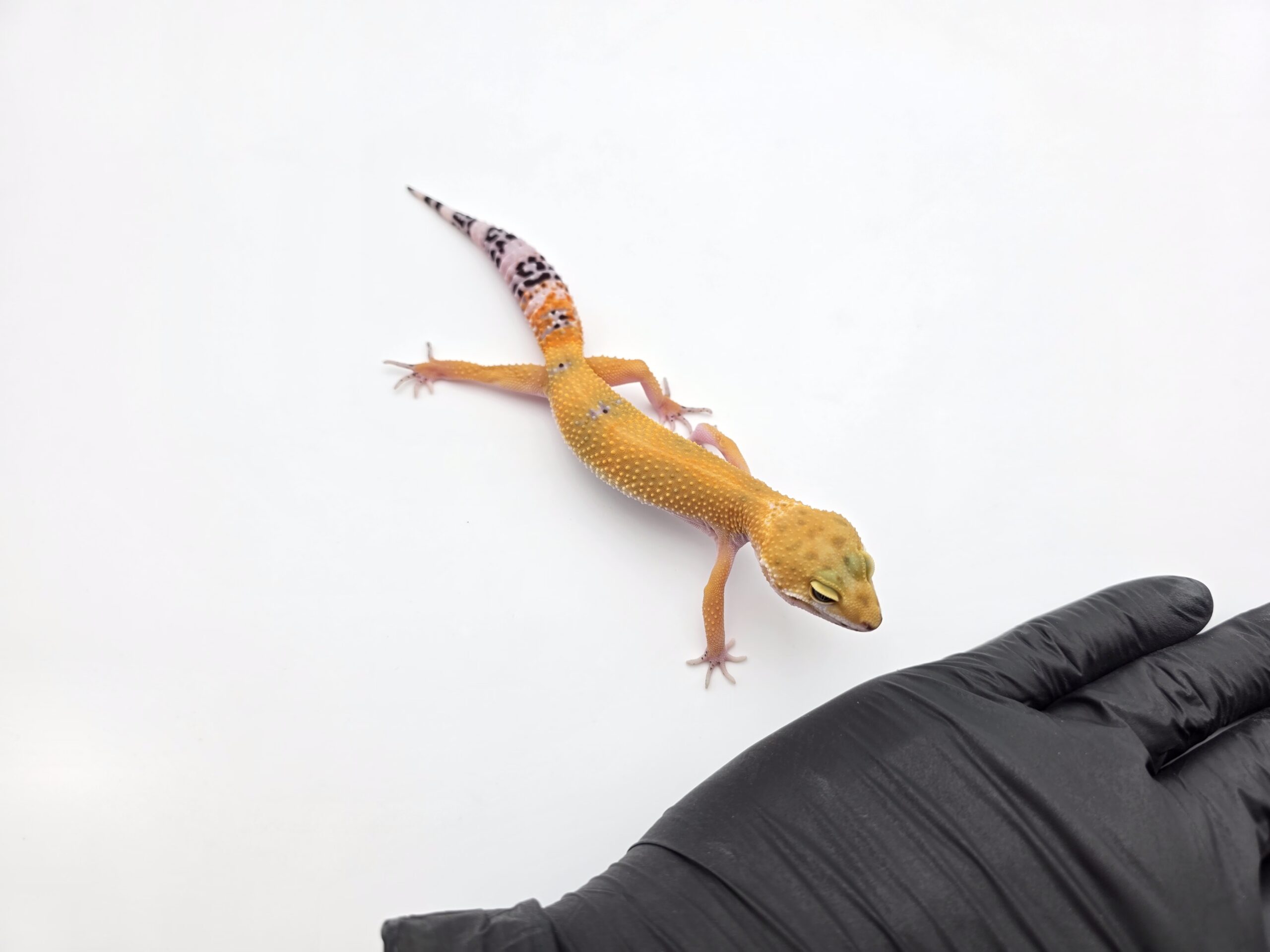 Eublepharis macularius, TSD femelle née en 2025, "Hypo electric emerine jungle", Nom/référence : HYNIANA