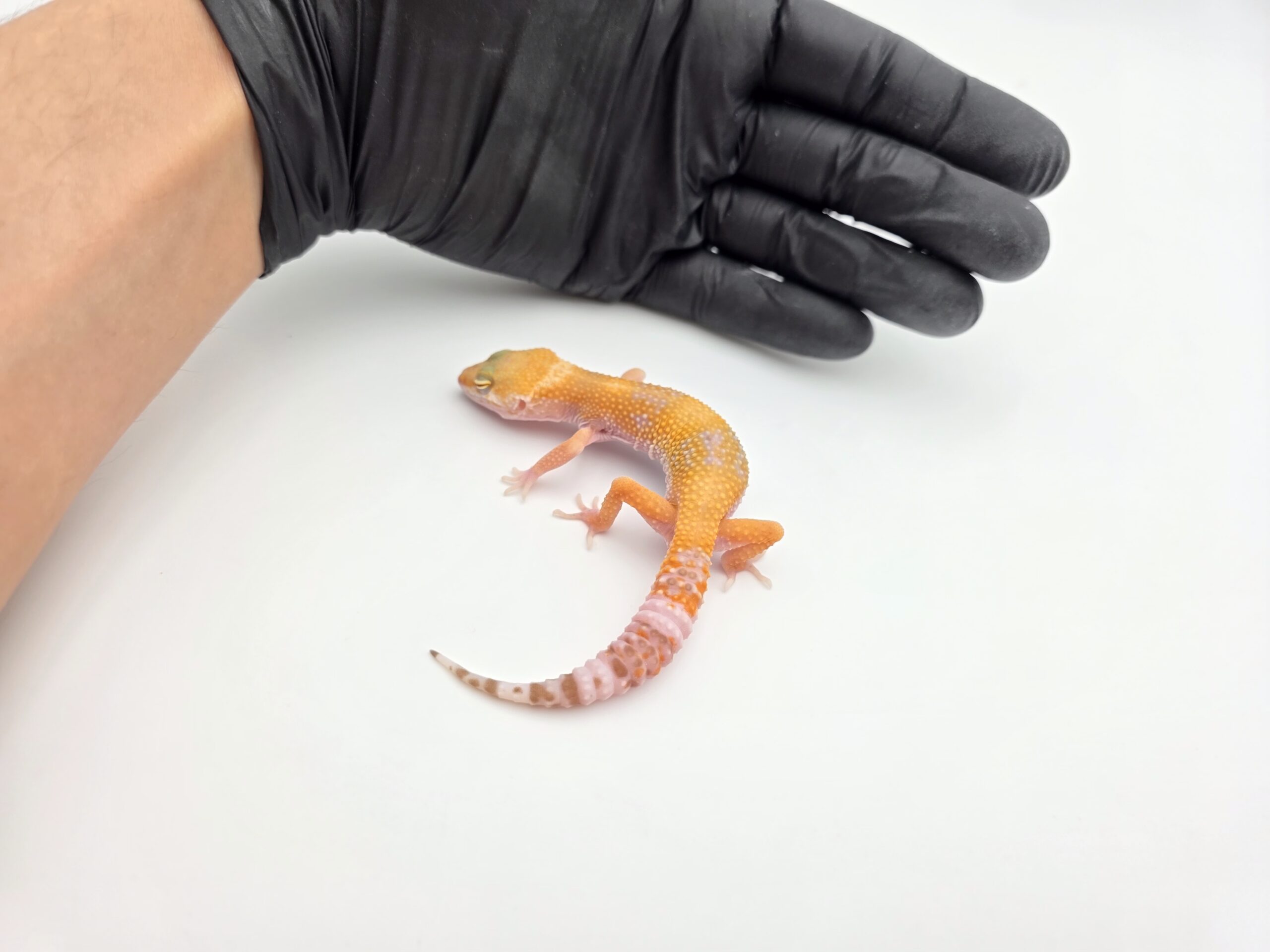 Eublepharis macularius, TSD femelle née en 2025, "Electric sunglow (bell)", Nom/référence : JIWYA