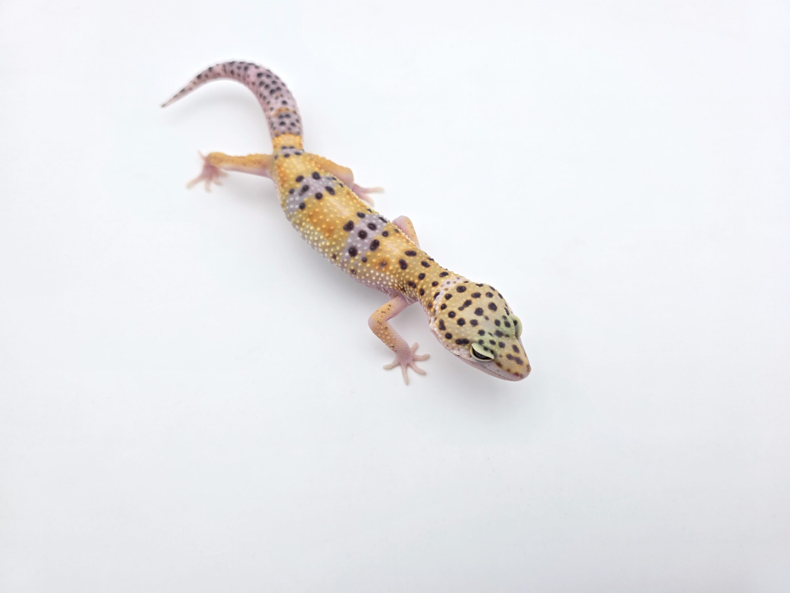 Eublepharis macularius, TSD mâle né en 2025, "Hypo tangerine", Nom/référence : EÏLYO