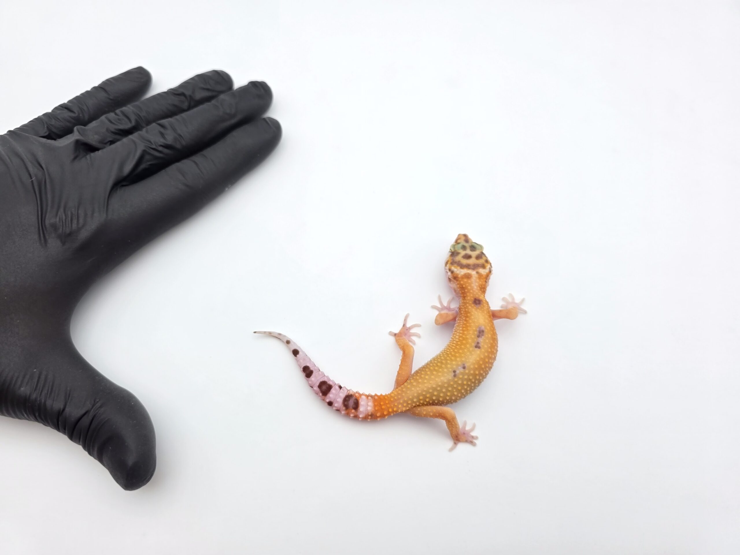 Eublepharis macularius, TSD femelle née en 2025, "Bandit reverse stripe electric tangerine", Nom/référence : SARDIA