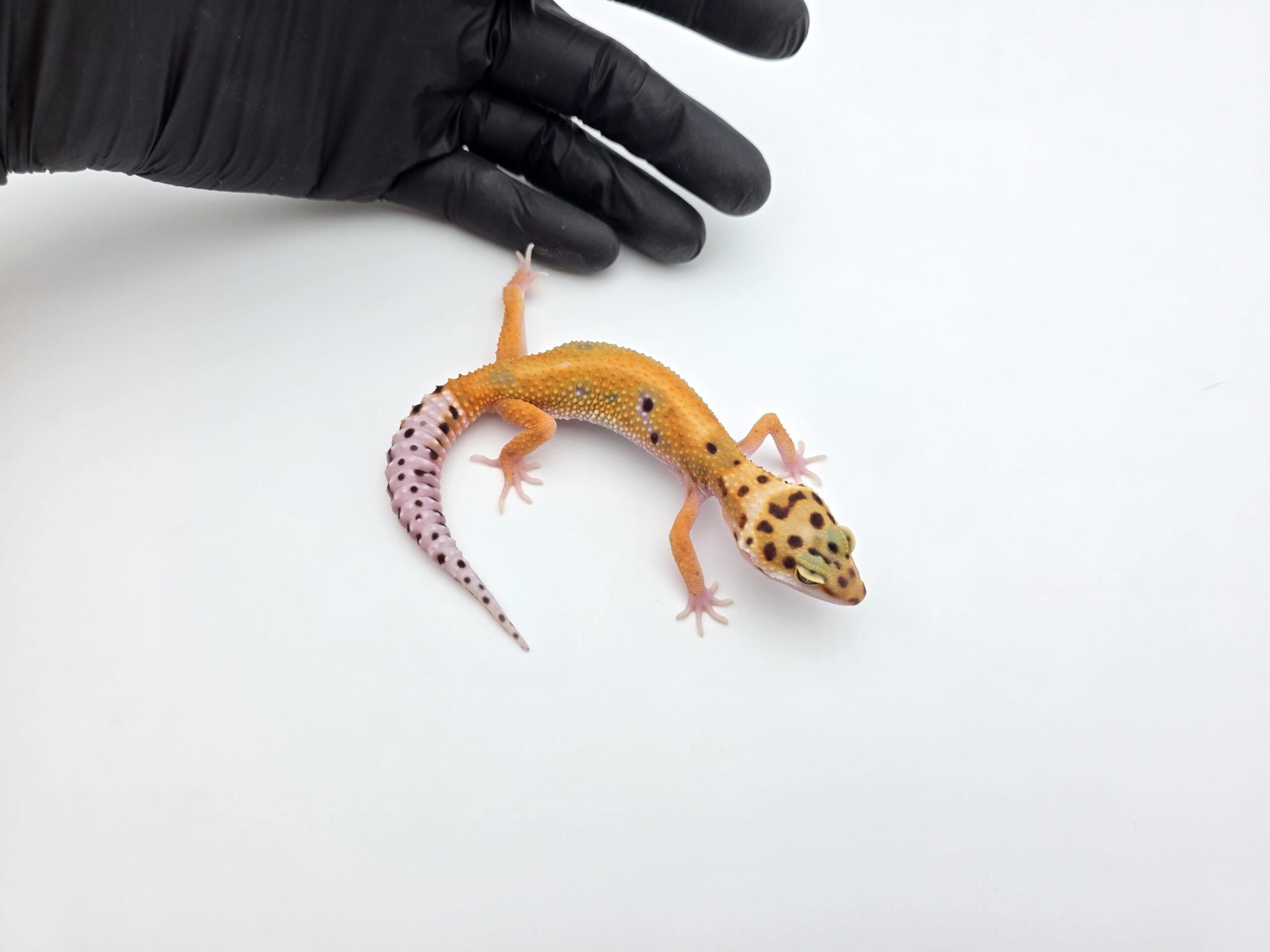 Eublepharis macularius, TSD femelle née en 2025, "Bandit cross mandarin emerine reverse stripe bold", Nom/référence : BARTIADA