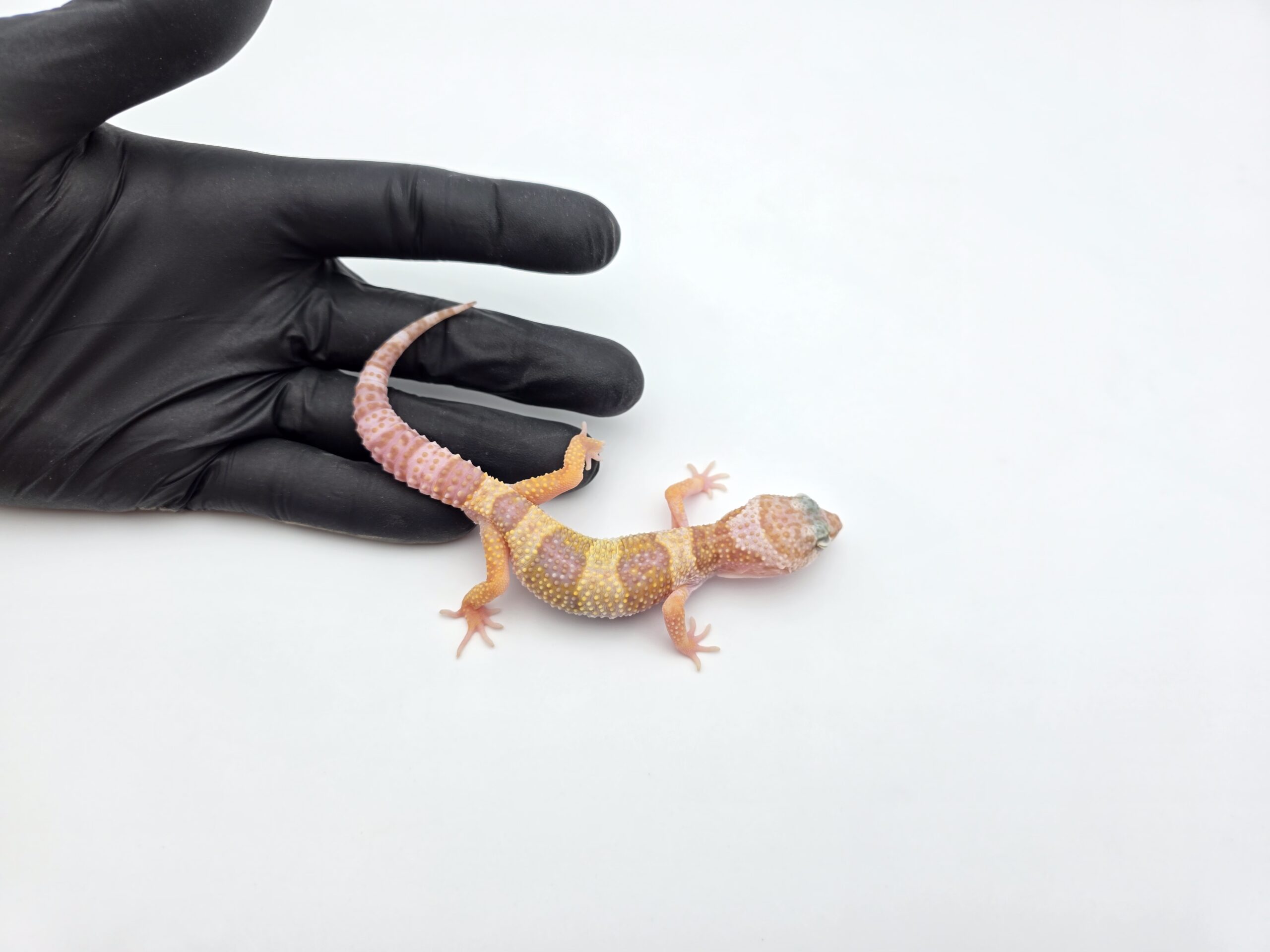 Eublepharis macularius, TSD mâle né en 2025, "Snowglow (tremper)", Nom/référence : KODIO