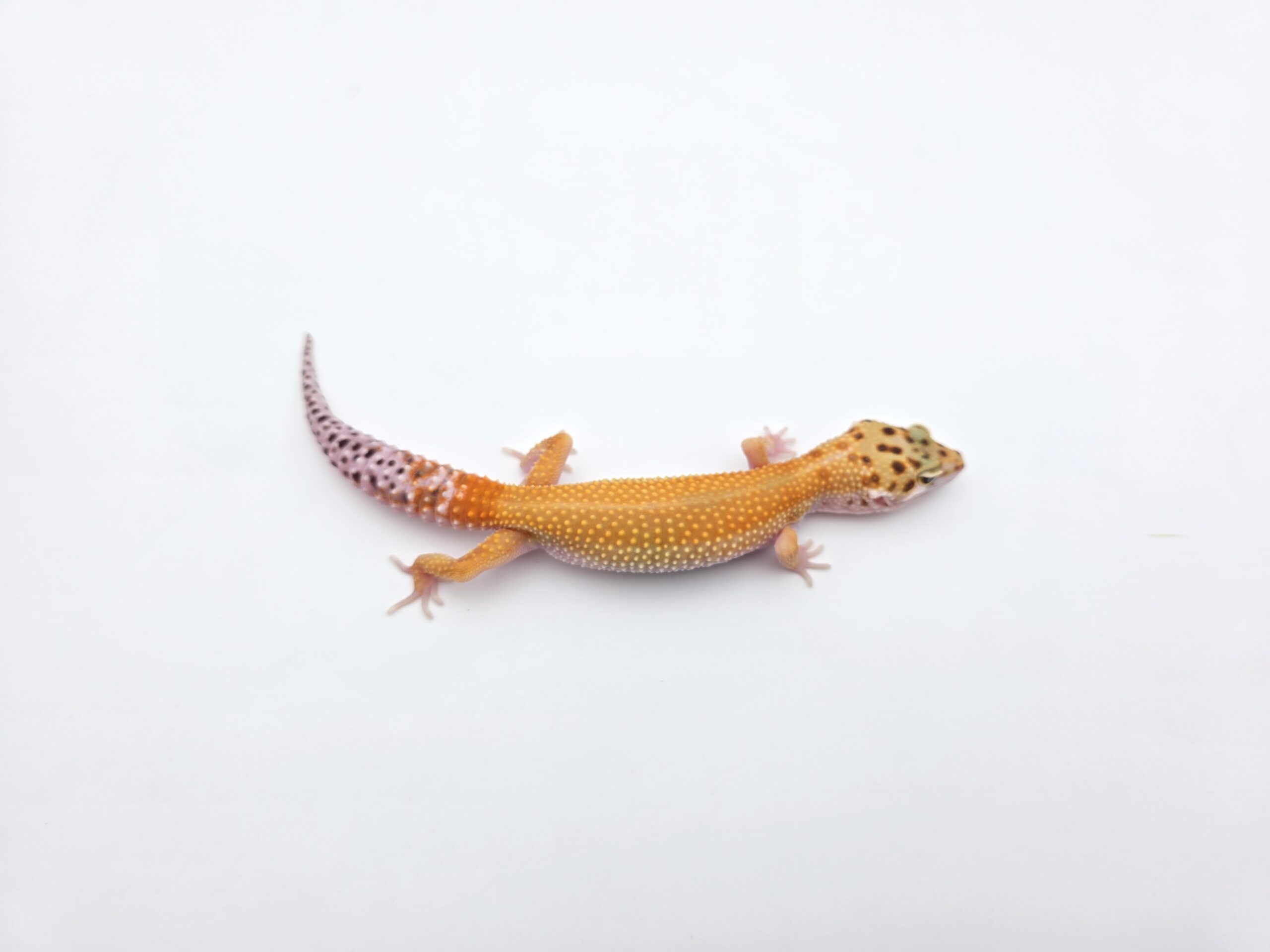 Eublepharis macularius, TSD femelle née en 2025, "Bandit cross hypo electric emerine reverse stripe bold", Nom/référence : KILOWIA