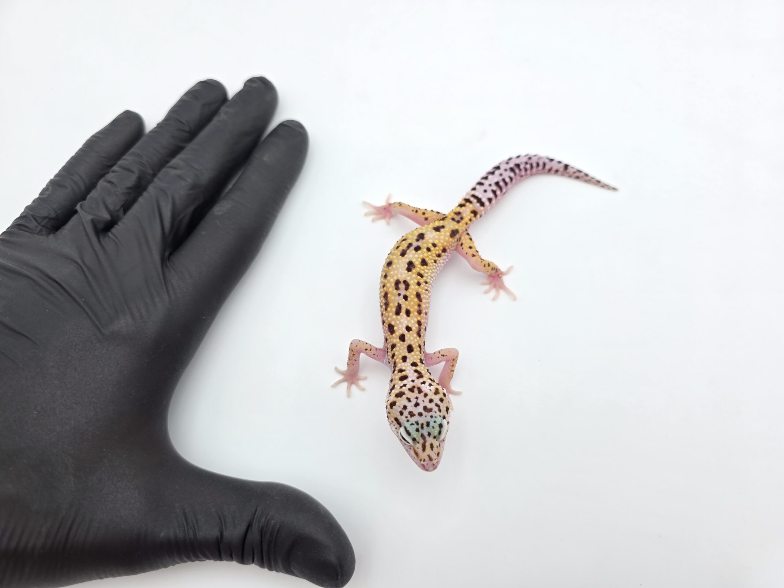 Eublepharis macularius, TSD femelle née en 2025, "Bandit cross mack snow reverse stripe bold", Nom/référence : ANIA