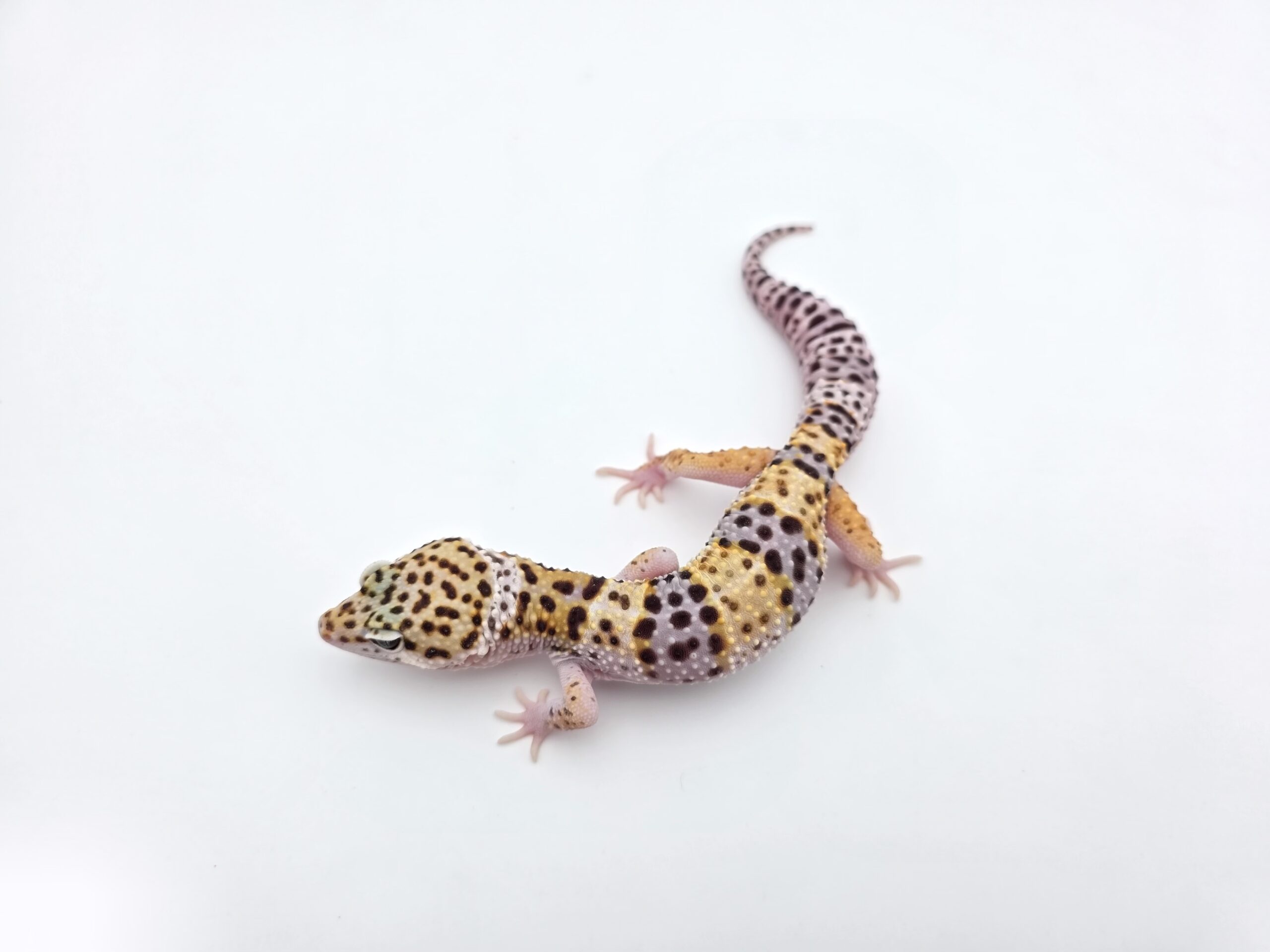 Eublepharis macularius, TSD mâle né en 2025, "Hypo mack snow electric line", Nom/référence : CRAIYIO