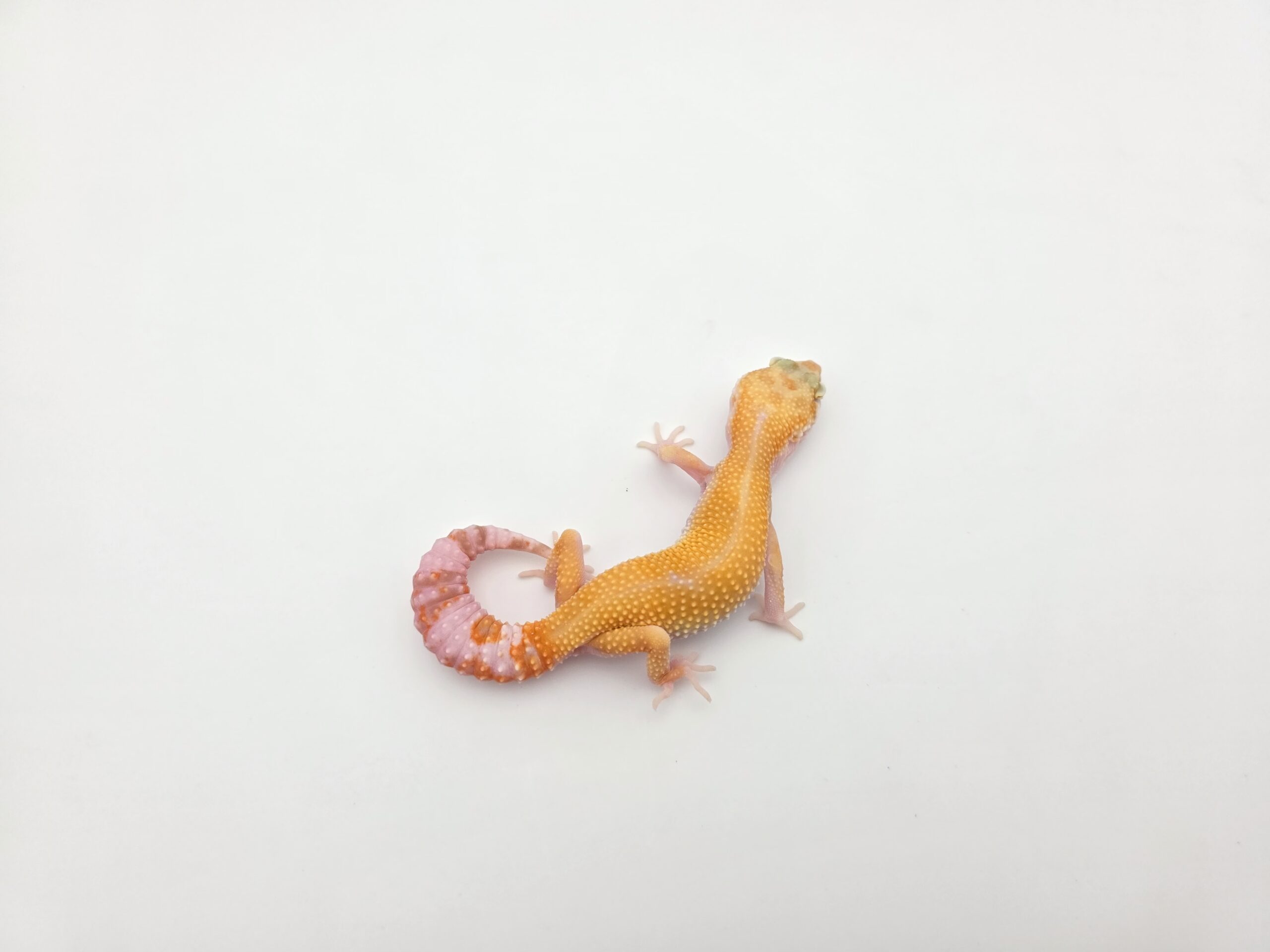 Eublepharis macularius, TSD femelle née en 2025, "Sunglow (bell)", Nom/référence : FIOLIA