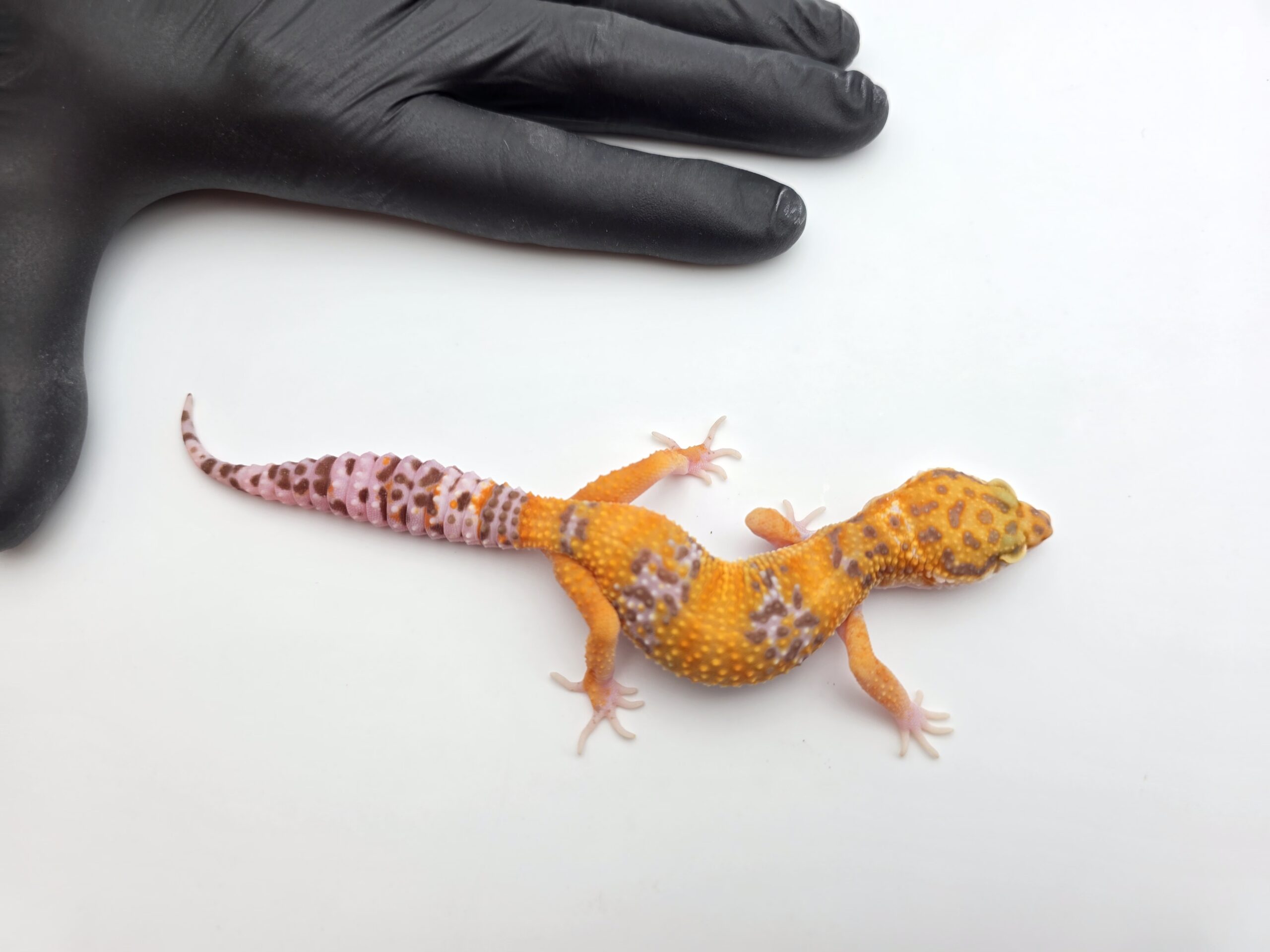 Eublepharis macularius, TSD femelle née en 2025, "Bandit cross mandarin lavender sunglow (bell)", Nom/référence : LIVIA