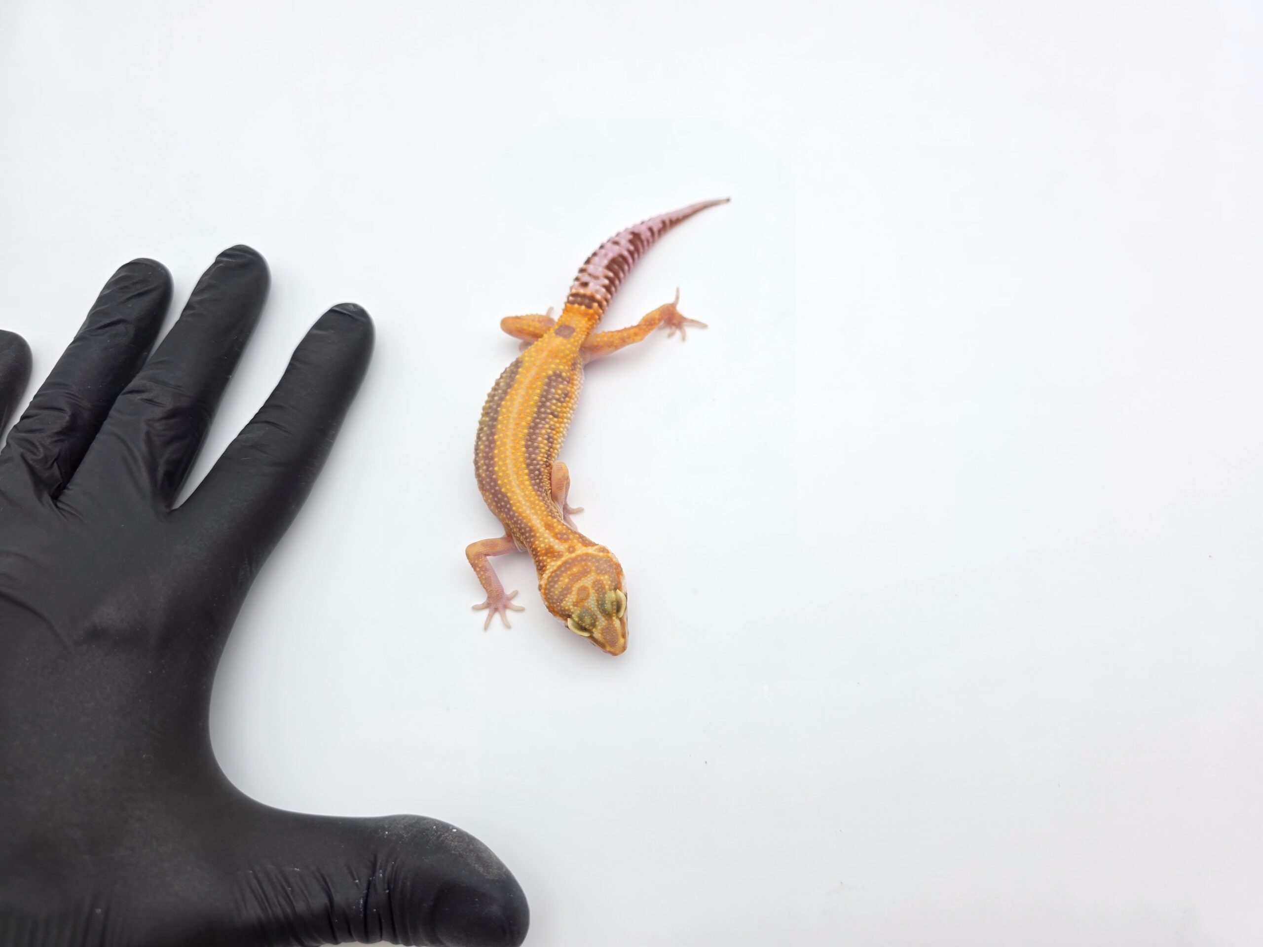 Eublepharis macularius, TSD femelle née en 2025, "Bandit bold stripe albinos (bell) electric line", Nom/référence : ZULYA