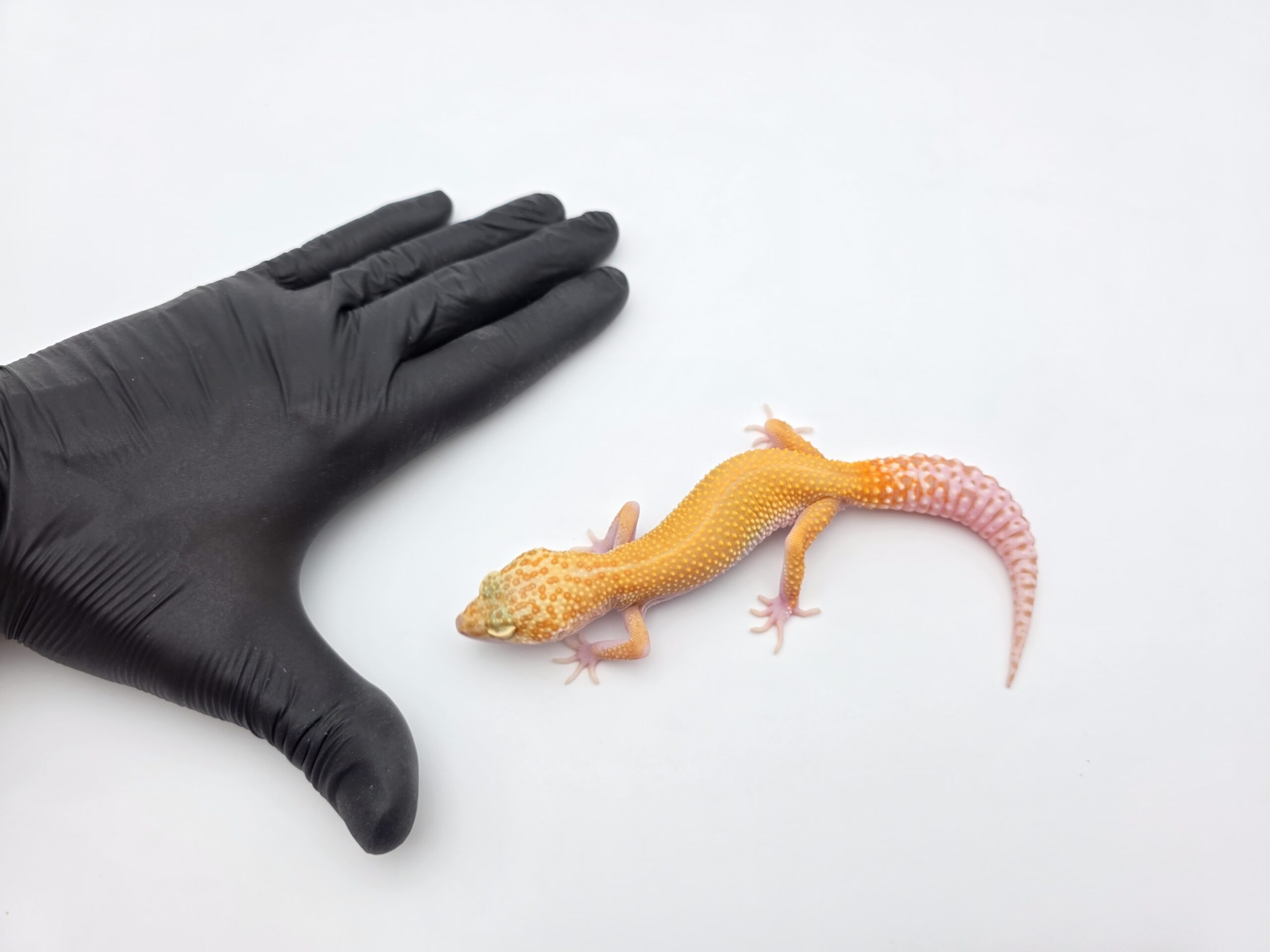 Eublepharis macularius, TSD femelle née en 2025, "Raptor", Nom/référence : HEIDIA