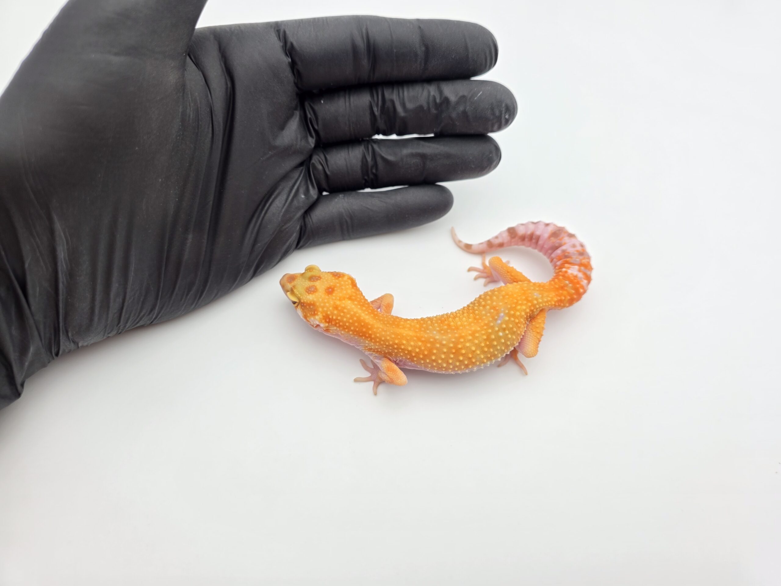 Eublepharis macularius, TSD femelle née en 2025, "Mandarin (bell)", Nom/référence : ZINIA