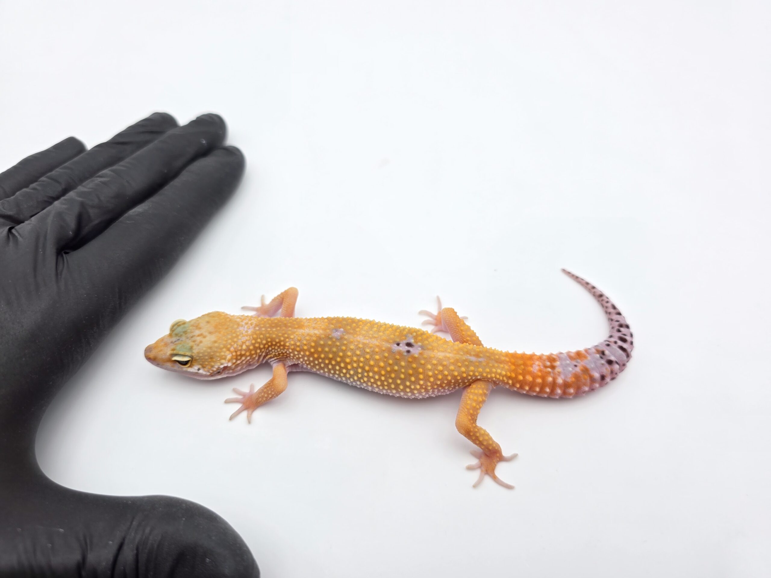 Eublepharis macularius, TSD femelle née en 2025, "Mack snow tangerine (electric line)", Nom/référence : BALWIA