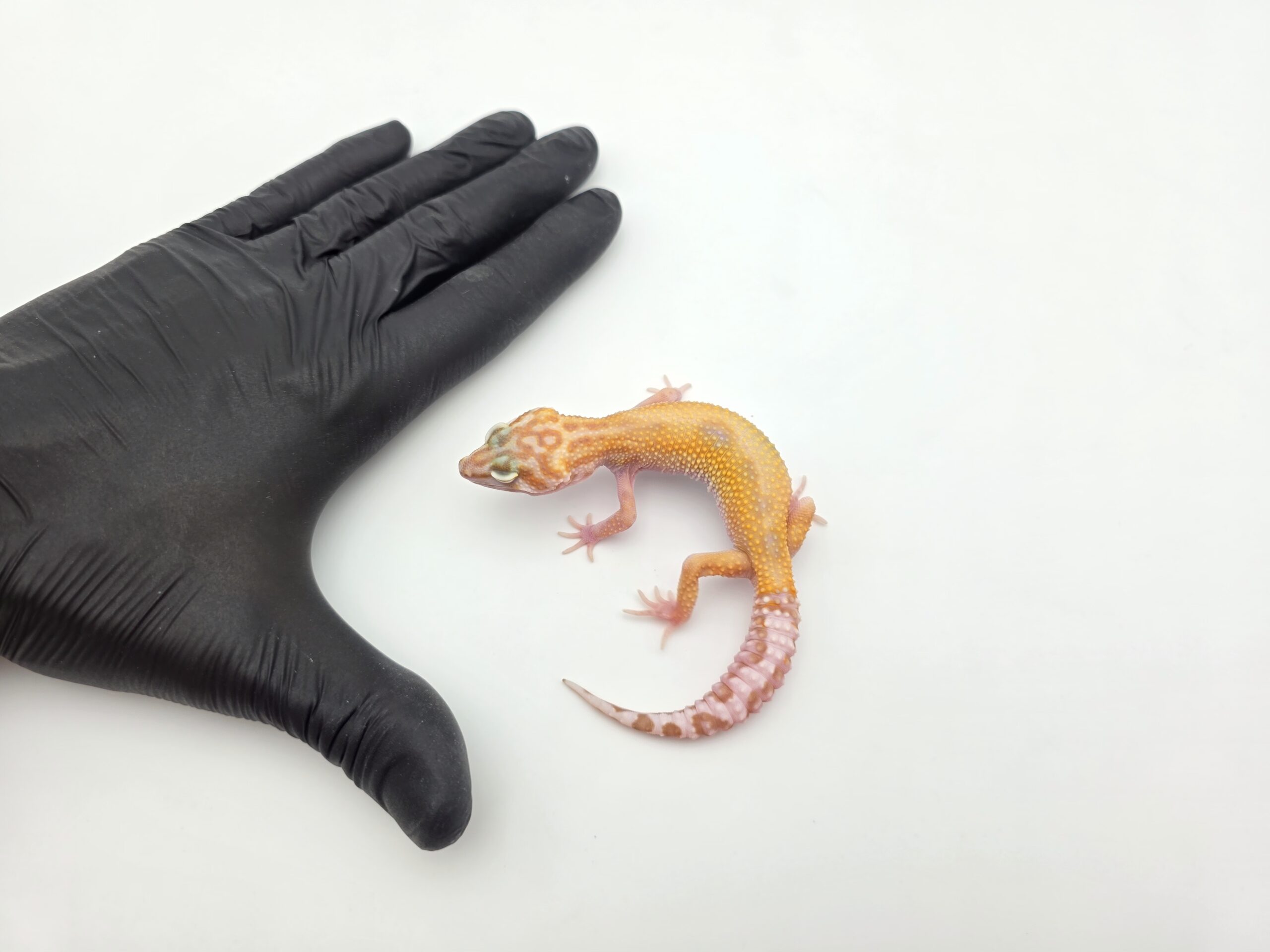 Eublepharis macularius "Bandit cross mack snow tremper reverse stripe" incubé Femelle 2025 Nom/référence : TRINYA