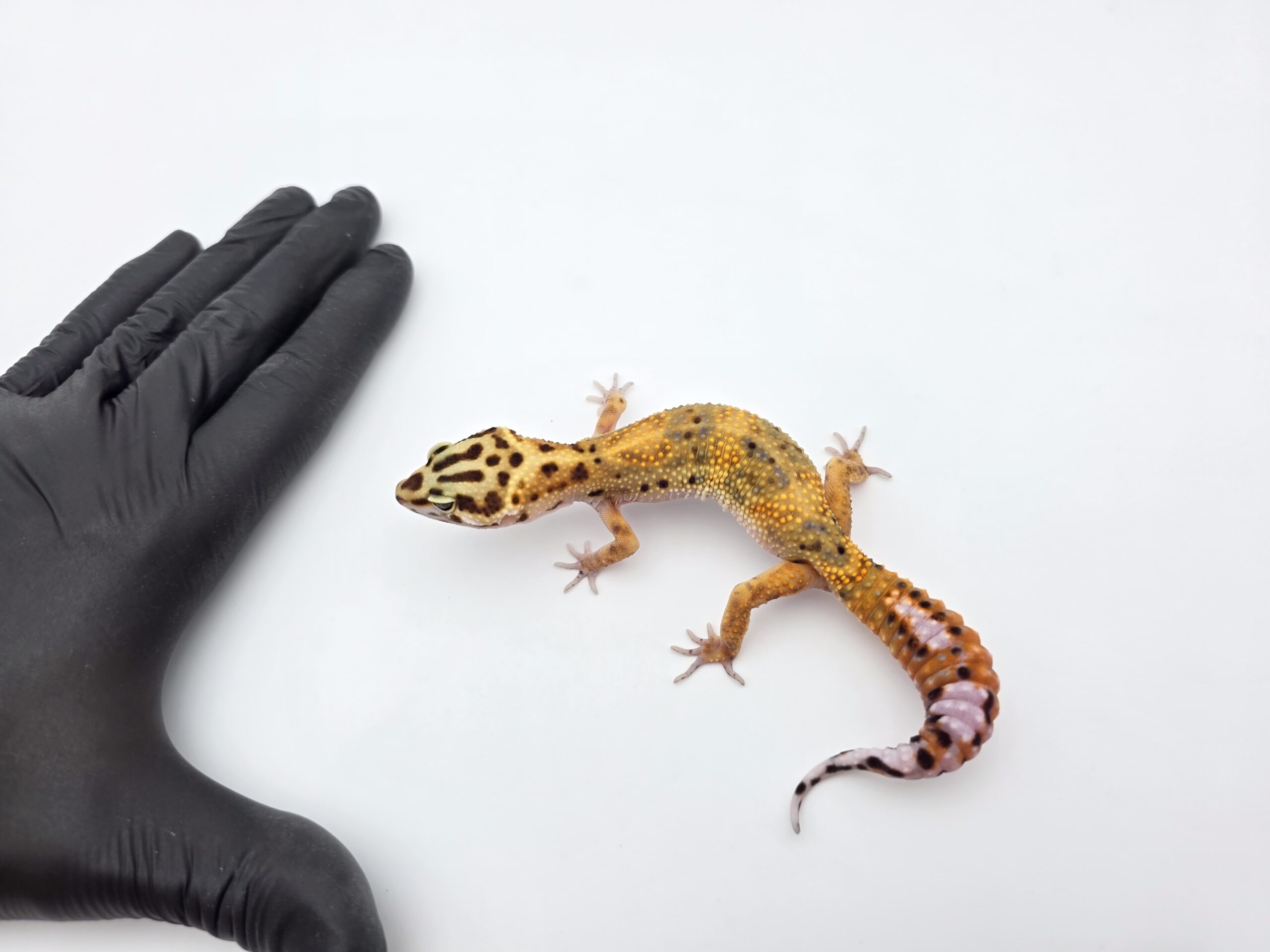 Eublepharis macularius, TSD femelle née en 2025, "Bandit electric emerine jungle", Nom/référence : SKIWZYA