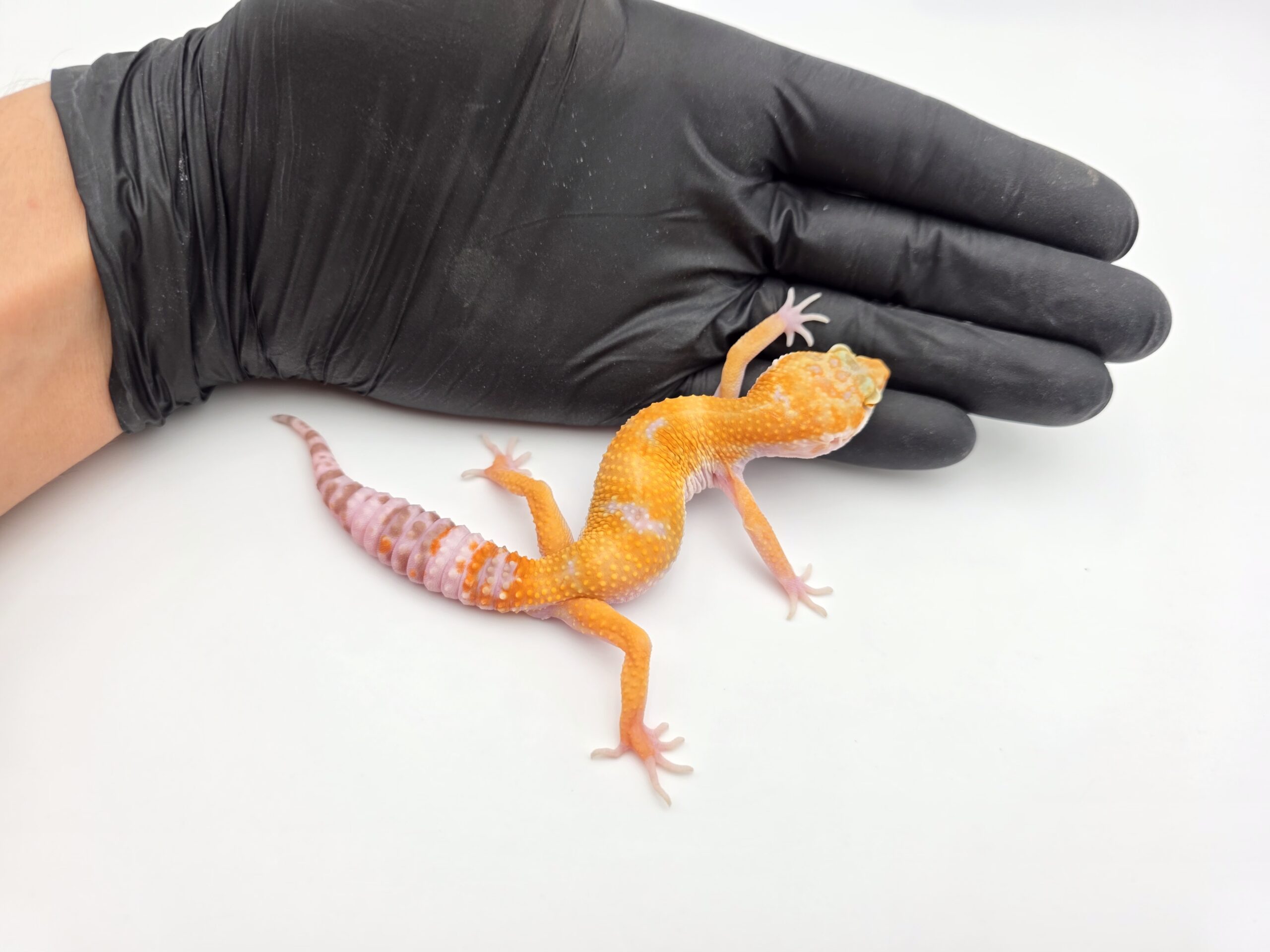 Eublepharis macularius, TSD mâle né en 2025, "Mandarin sunglow (bell)", Nom/référence : SULYO