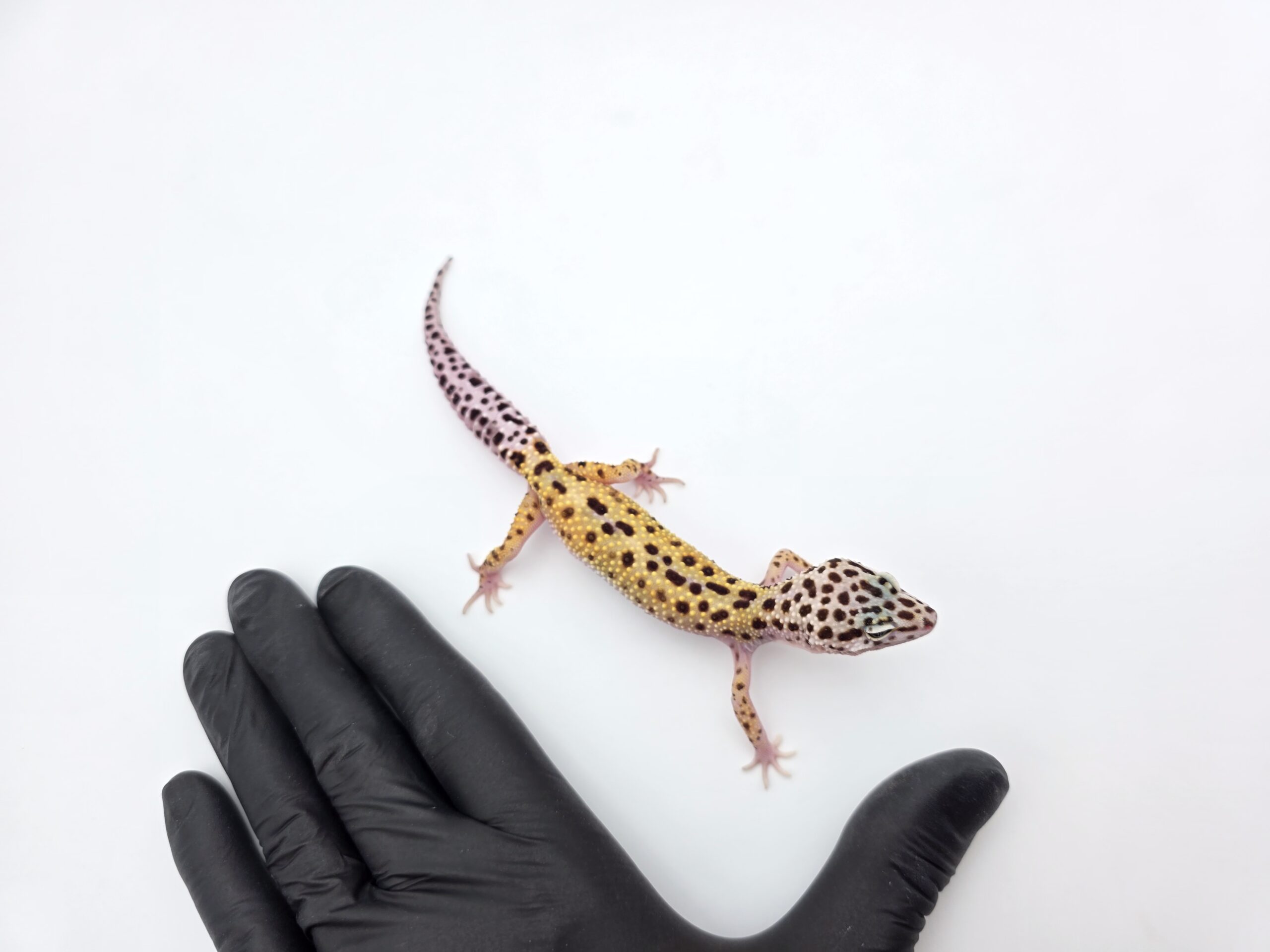 Eublepharis macularius, TSD femelle née en 2025, "Bandit cross mack snow reverse stripe bold", Nom/référence : EZYA