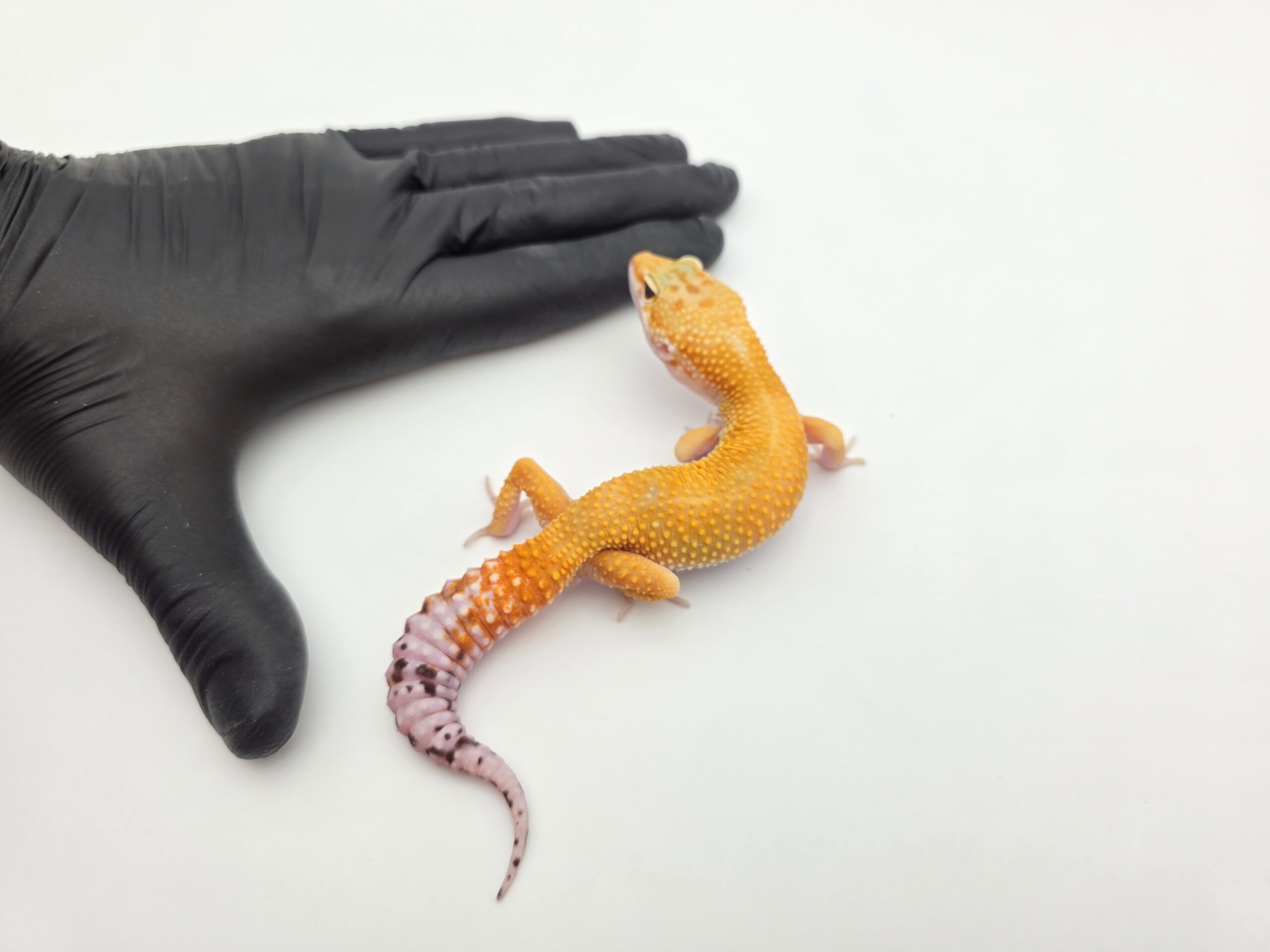 Eublepharis macularius, TSD mâle né en 2025, "Electric emerine bold stripe jungle", Nom/référence : OLIPIO