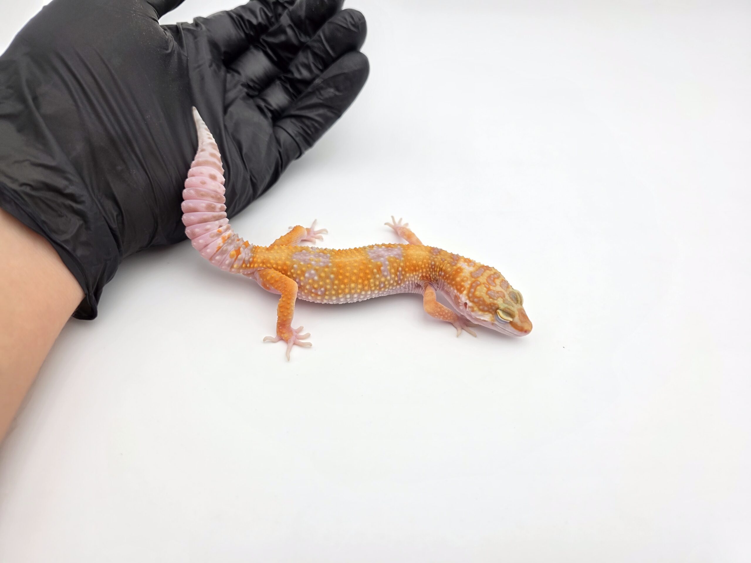 Eublepharis macularius, TSD femelle née en 2025, "Lavender albinos (bell) electric line", Nom/référence : LOVIA