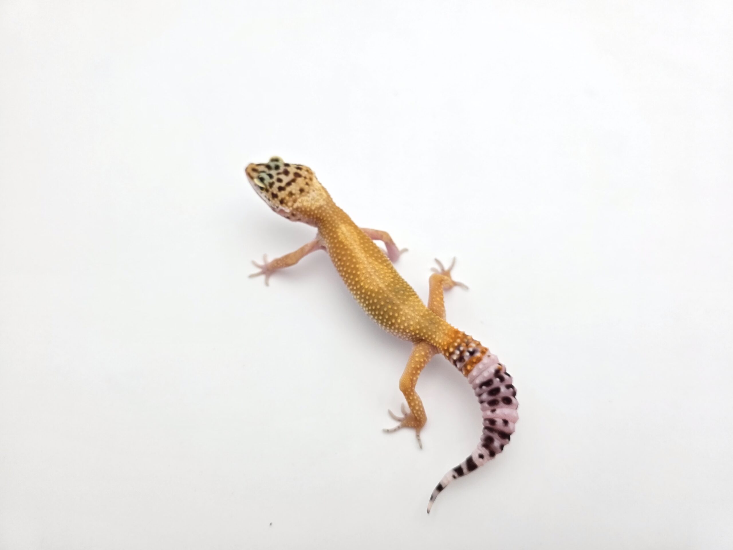 Eublepharis macularius, TSD femelle née en 2025, "Electric emerine jungle", Nom/référence : CRAWIA