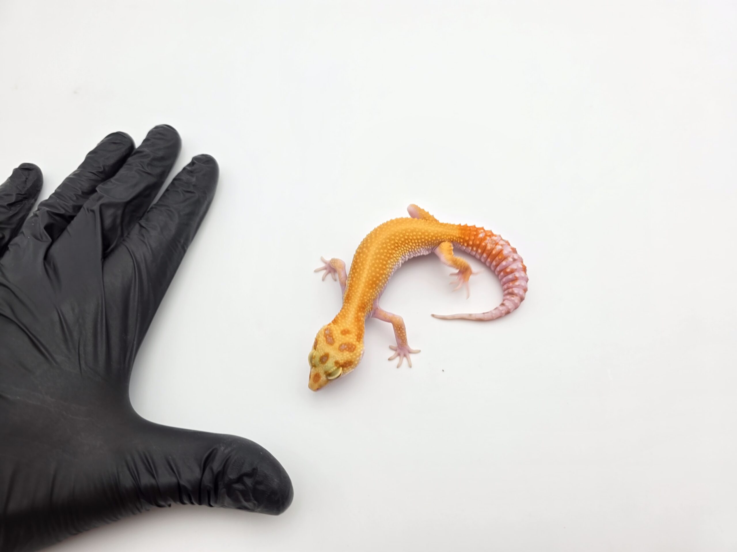 Eublepharis macularius, TSD femelle née en 2025, "Mandarin sunglow (bell) reverse stripe bold", Nom/référence : AKIMIA