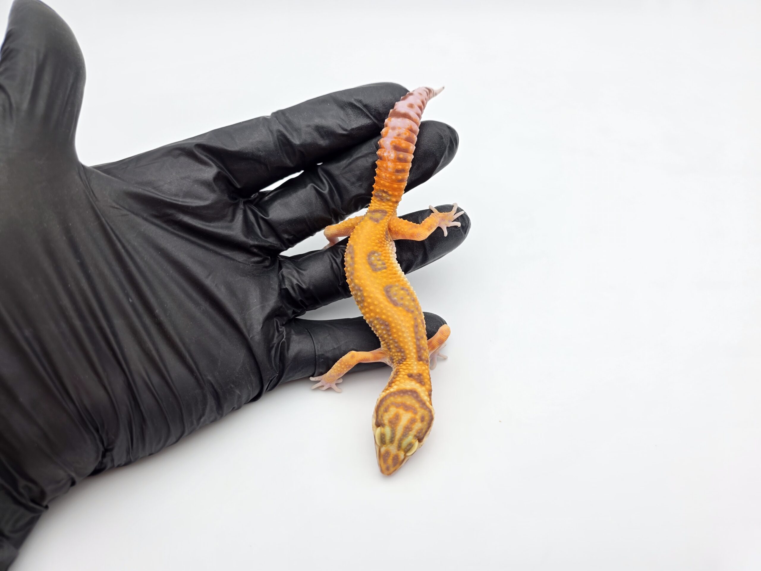 Eublepharis macularius, TSD femelle née en 2025, "Bandit bold stripe electric jungle albinos (bell)", Nom/référence : ISDY