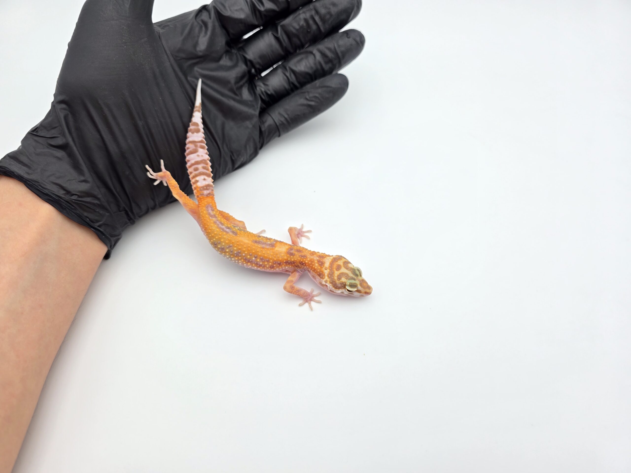 Eublepharis macularius, TSD femelle née en 2025, "Sunglow jungle (bell)", Nom/référence : RODIA