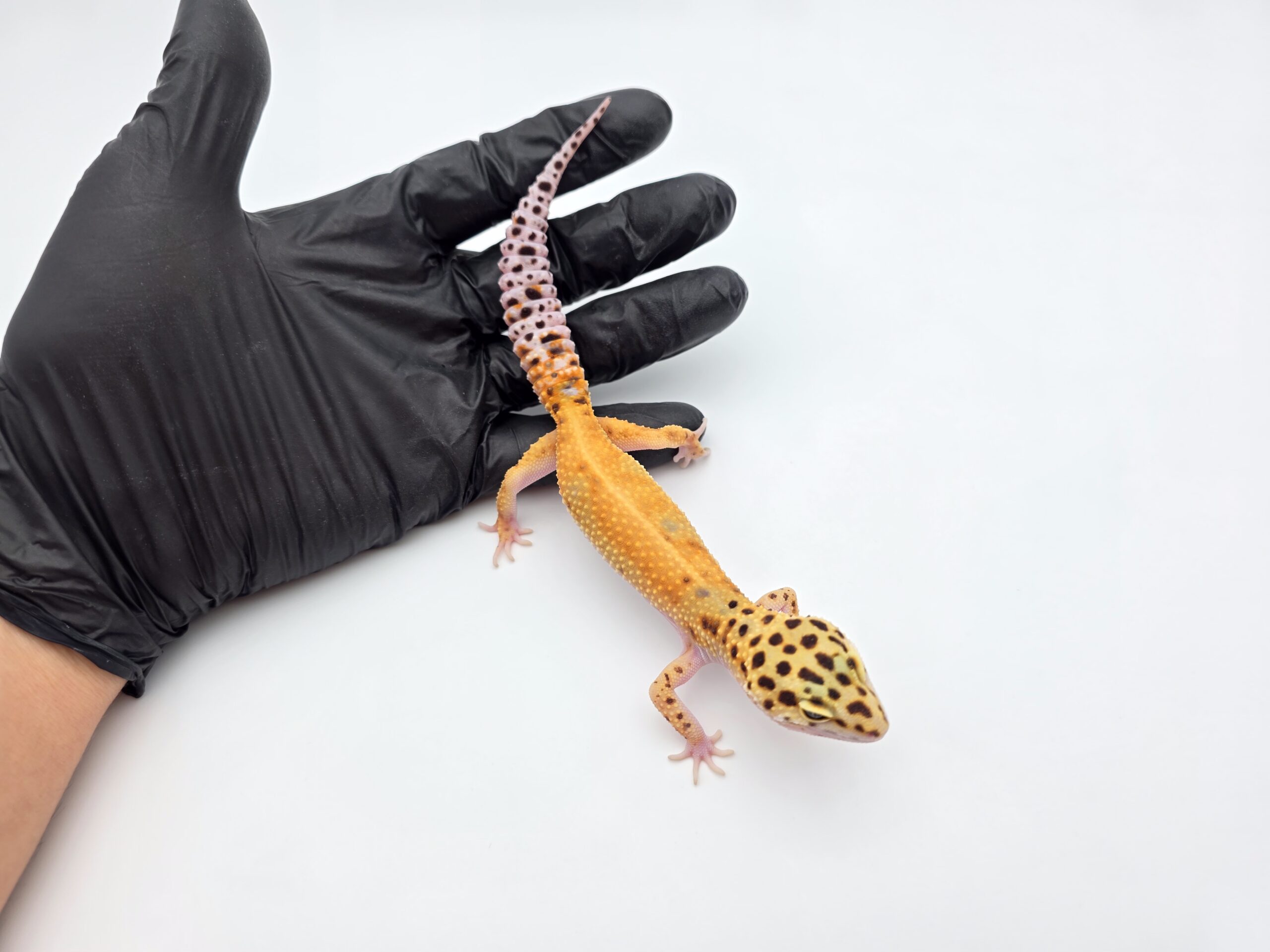 Eublepharis macularius "Bandit cross electric emerine reverse stripe jungle" Femelle 2025 Nom/référence : WALIA