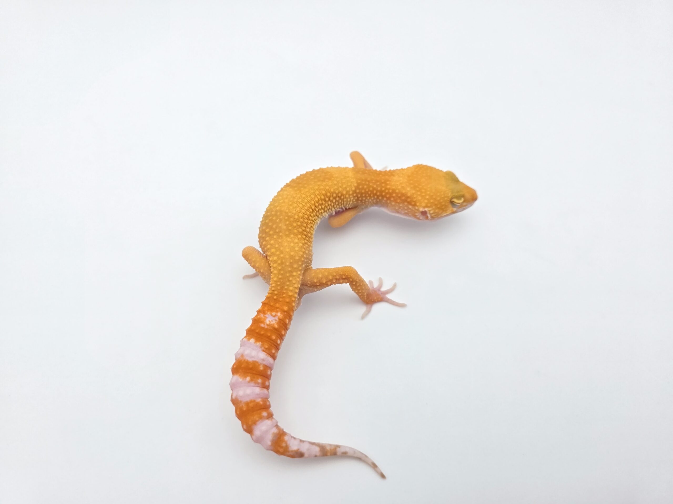 Eublepharis macularius, TSD mâle né en 2025, "SHTCTB electric line", Nom/référence : ZANIO