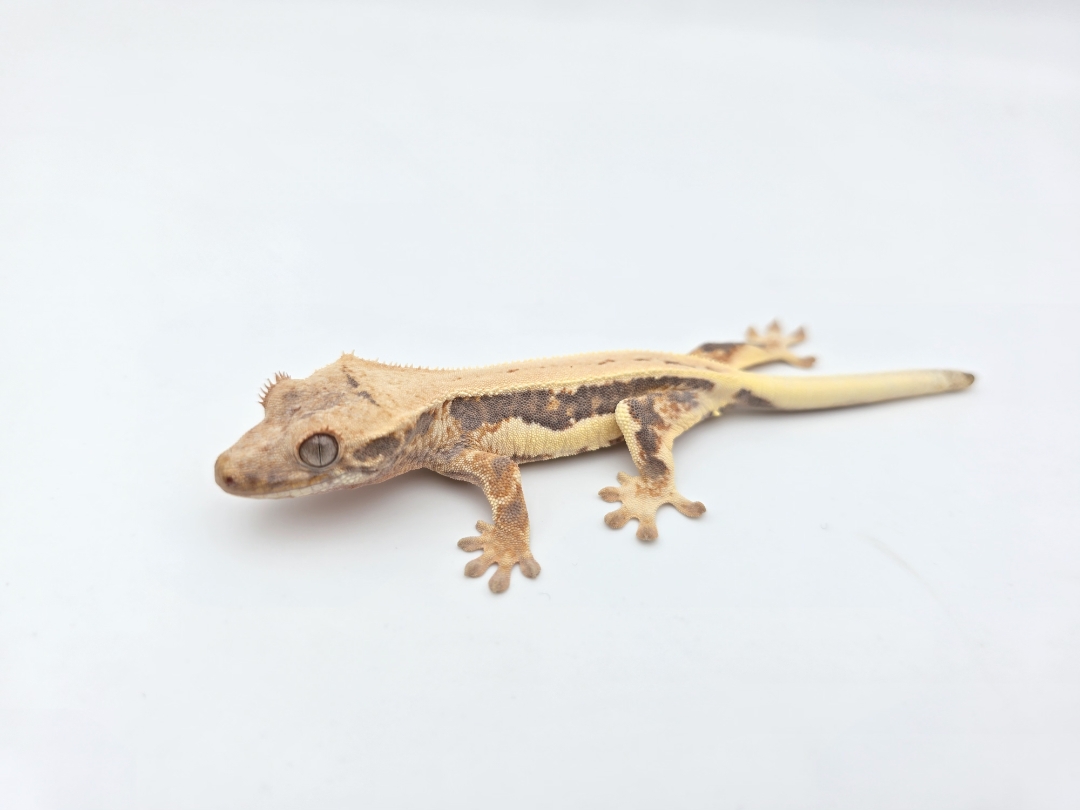 Correlophus ciliatus