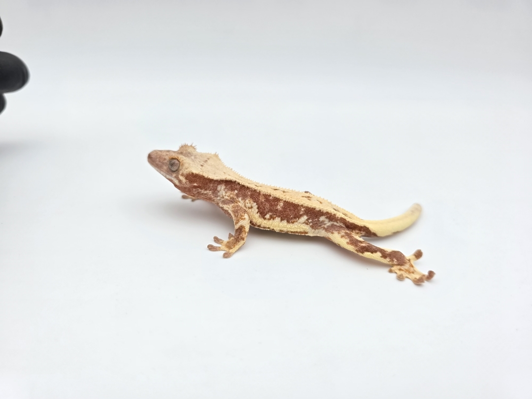 Correlophus ciliatus