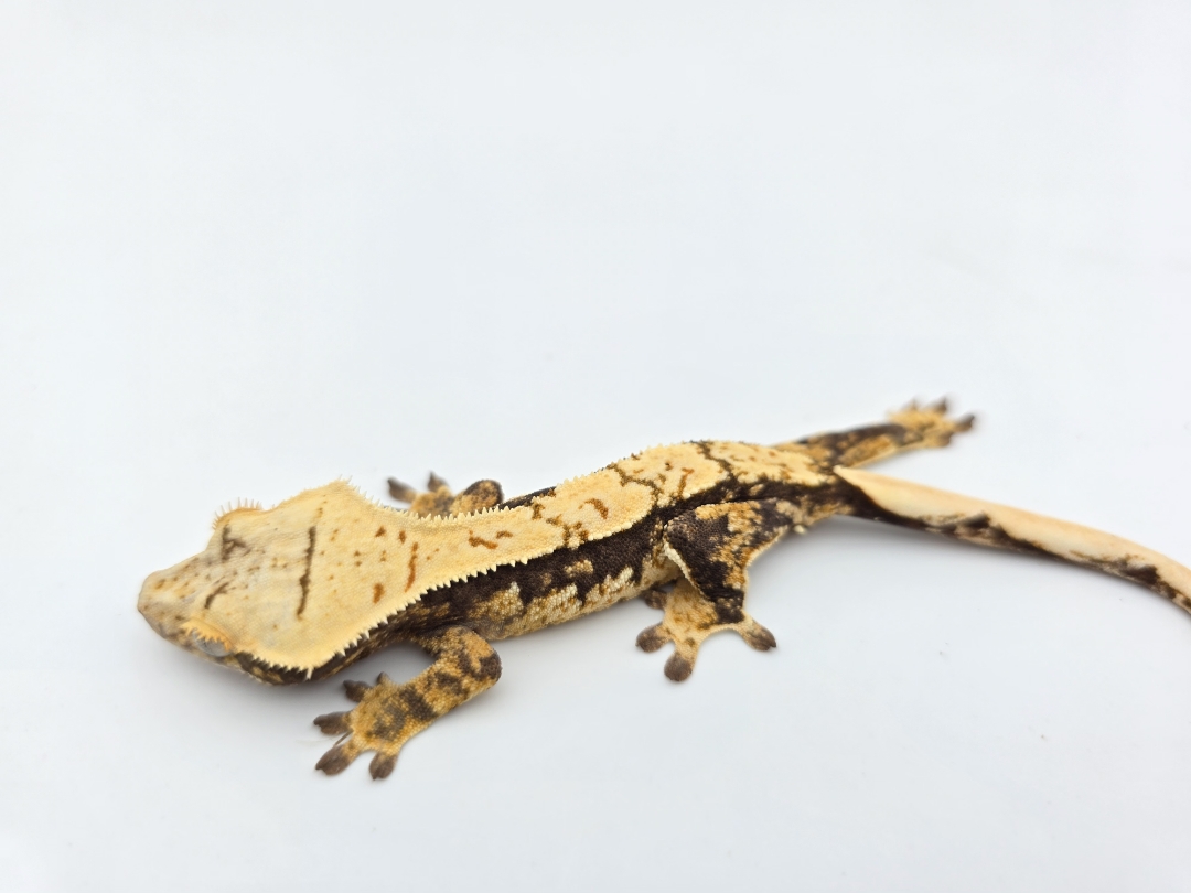 Correlophus ciliatus