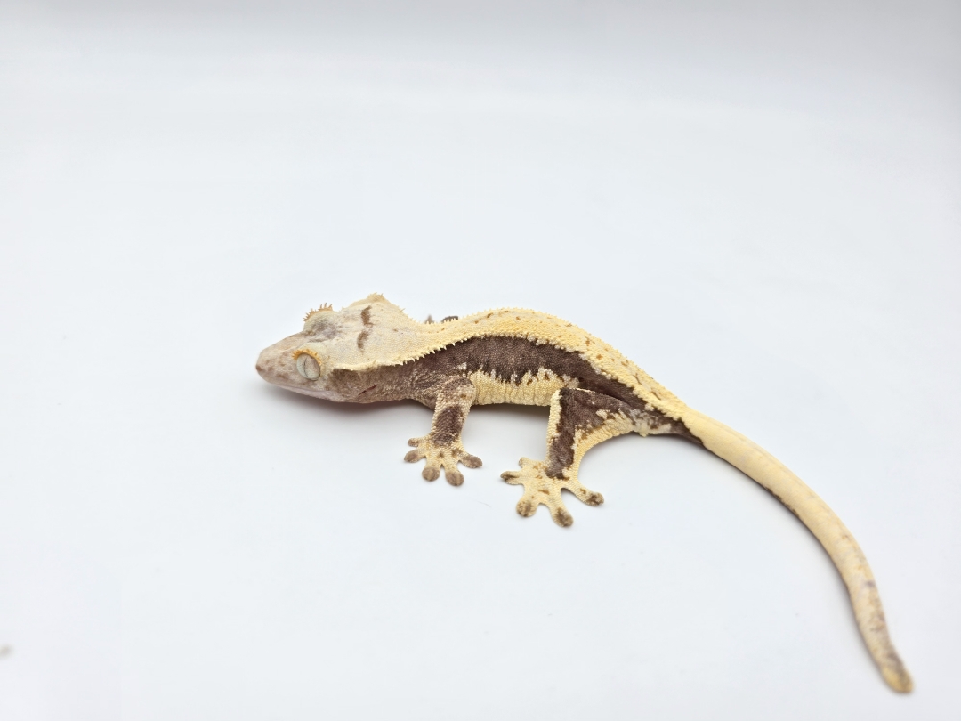 Correlophus ciliatus