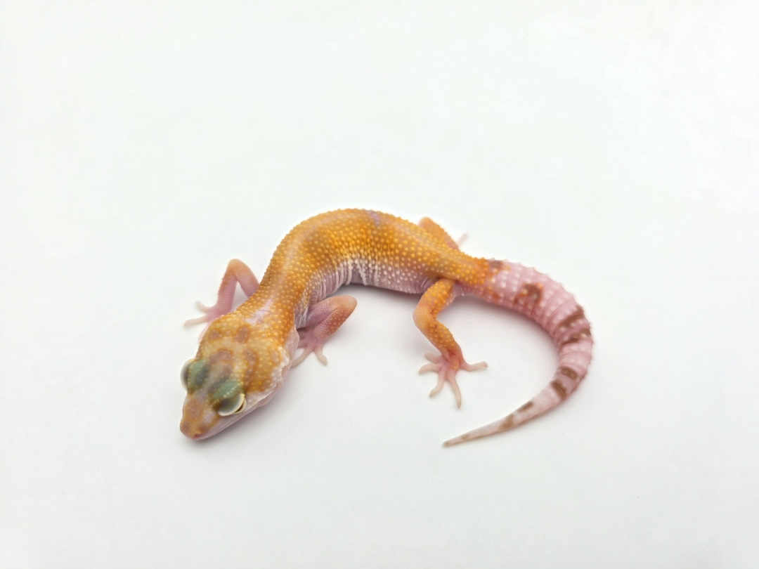 Eublepharis macularius, TSD femelle née en 2025, "Sunglow (bell)", Nom/référence : FIOLIA