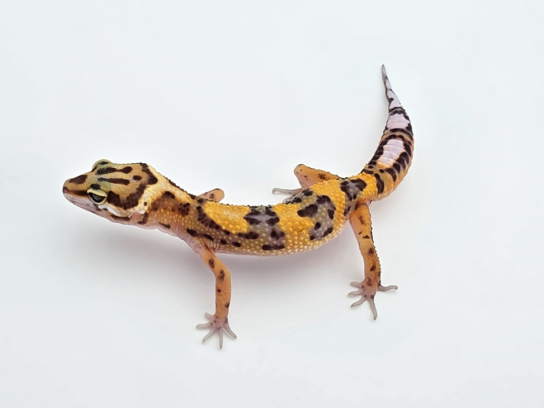 Eublepharis macularius, TSD femelle née en 2025, "Bandit electric emerine jungle", Nom/référence : SKIWZYA