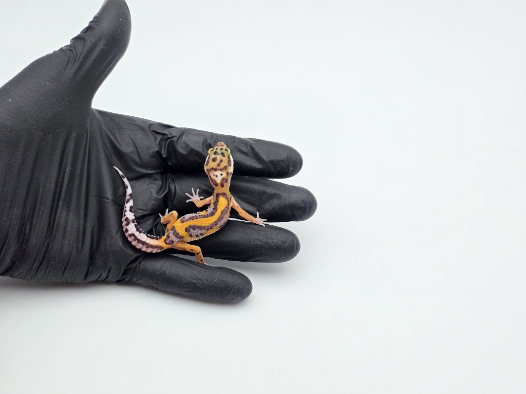 Eublepharis macularius, TSD femelle née en 2025, "Bandit bold stripe electric lavender", Nom/référence : WENDIA