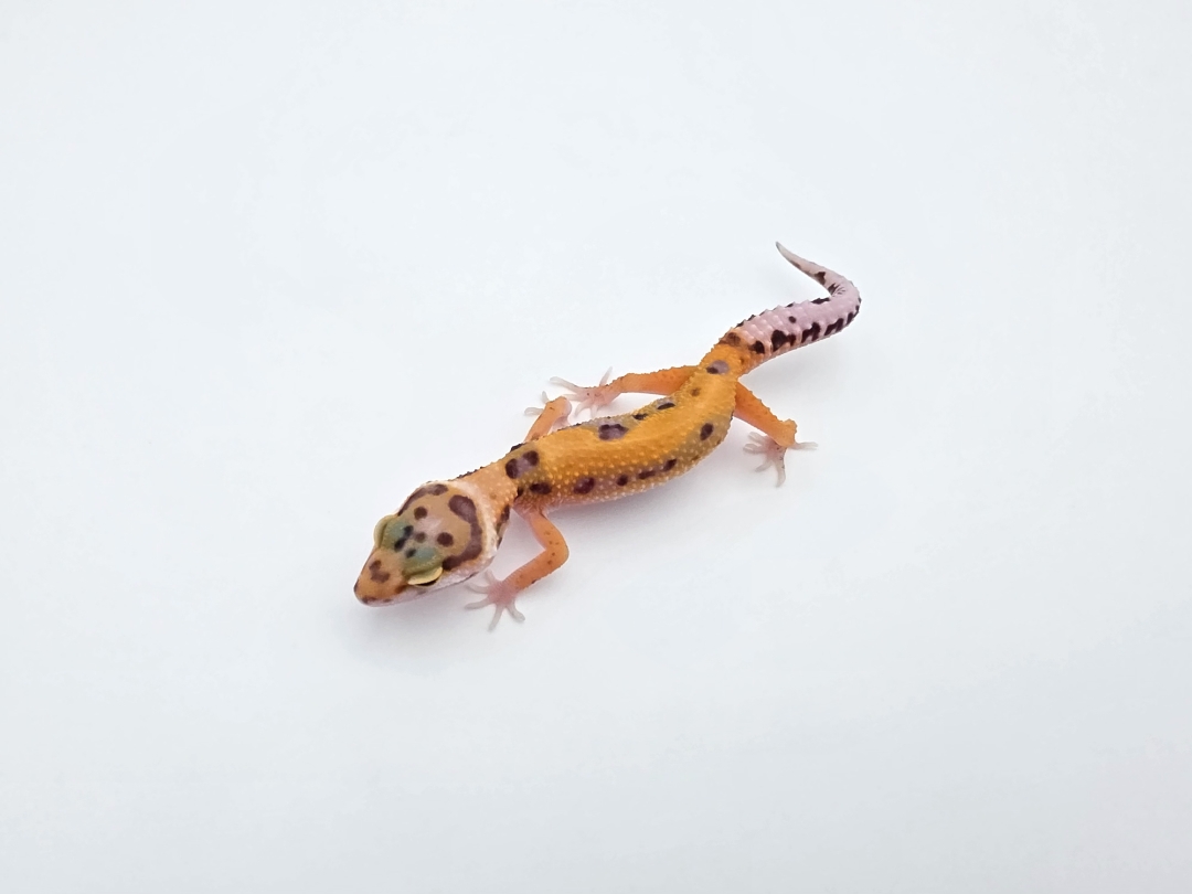 Eublepharis macularius, TSD femelle née en 2025, "Bandit cross mandarin emerine reverse stripe bold", Nom/référence : BARTIADA